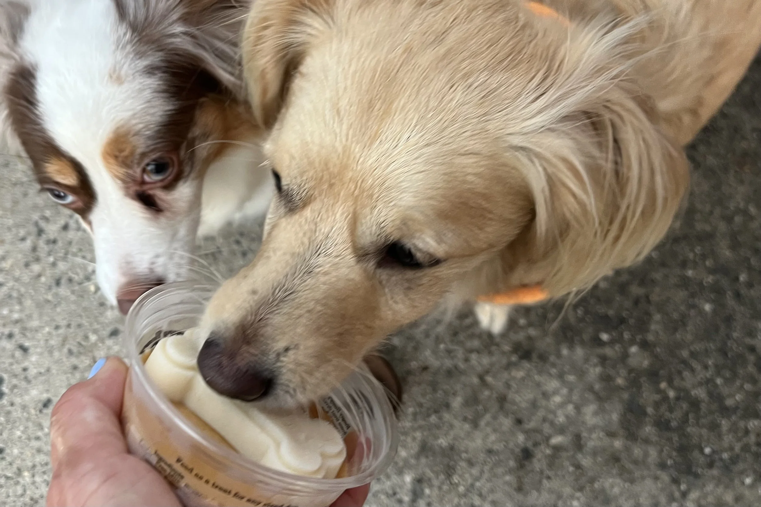 Two small dogs licking a frozen treat from a cup outdoors during hot weather, with one dog focused closely on the enrichment snack while the other watches nearby.