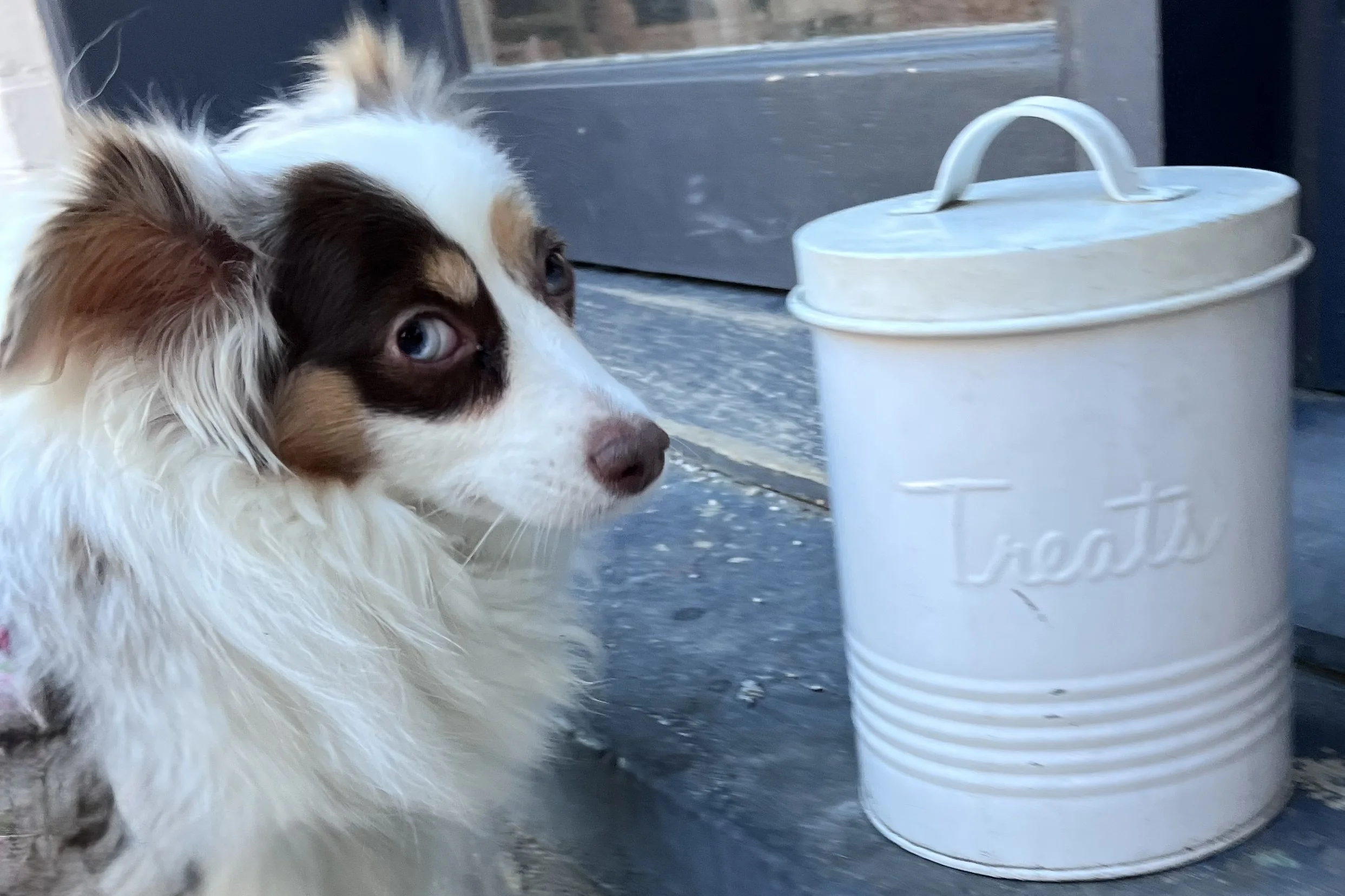 Small dog watching a treat tin outside a shop in Old Town Alexandria during a neighborhood dog walk.