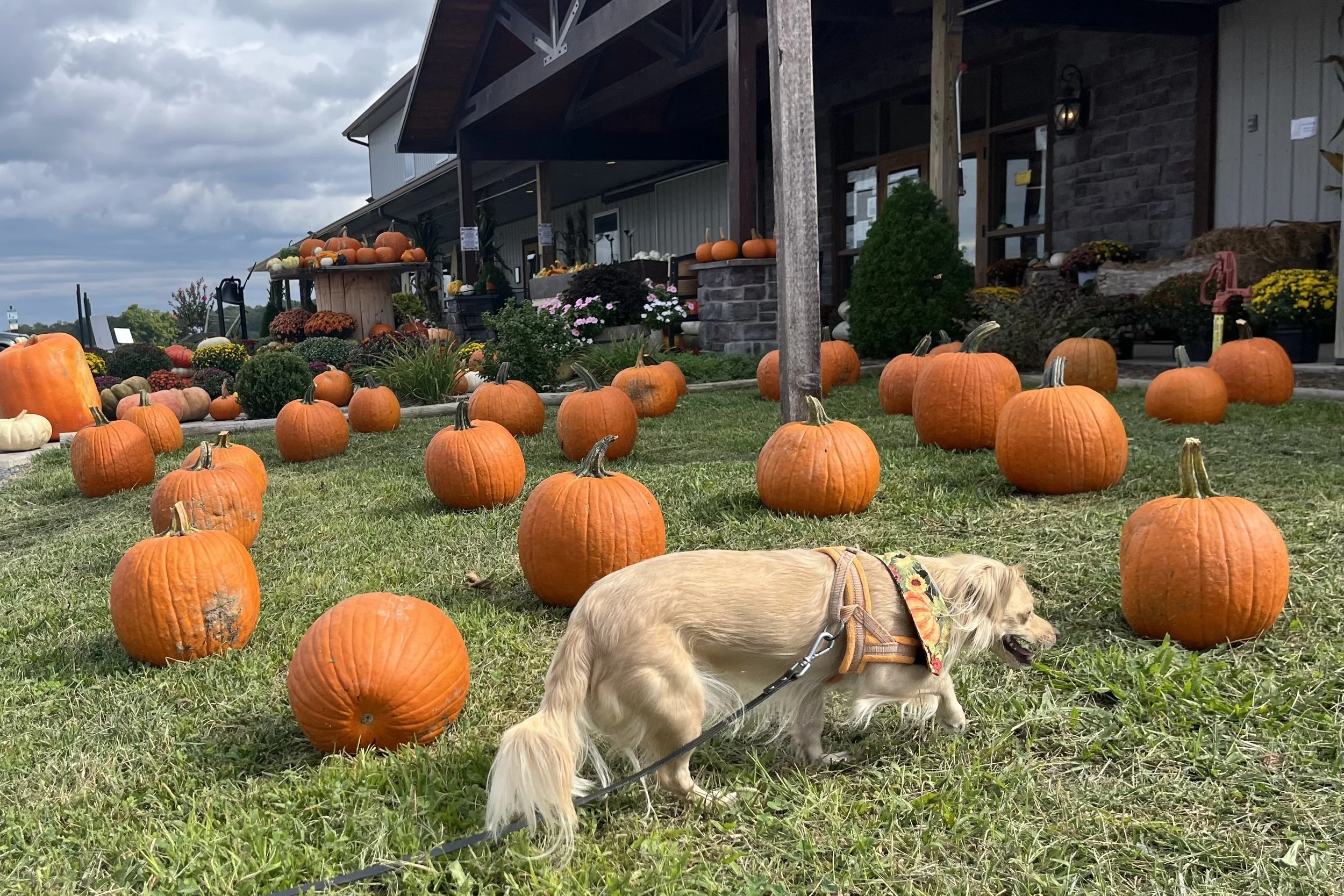 Archie walking among pumpkins outside West Oaks Farm Market in Winchester, Virginia.
