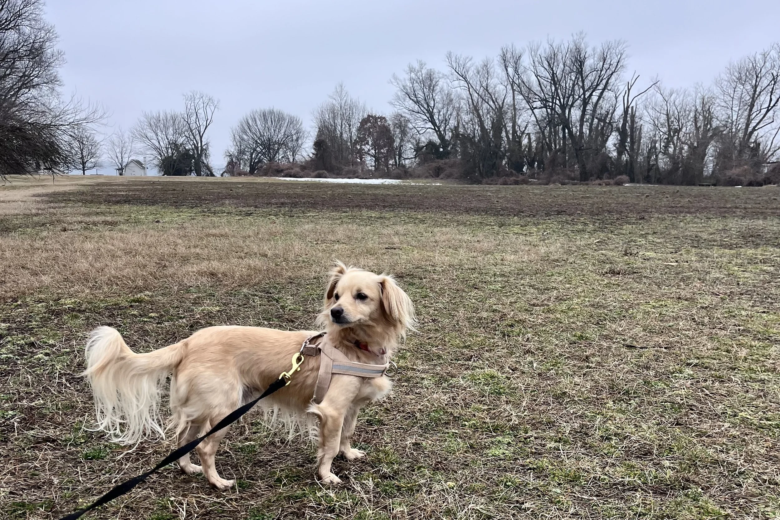 Small dog standing in a wide open field at Jones Point Park with a distant tree line and no nearby buildings