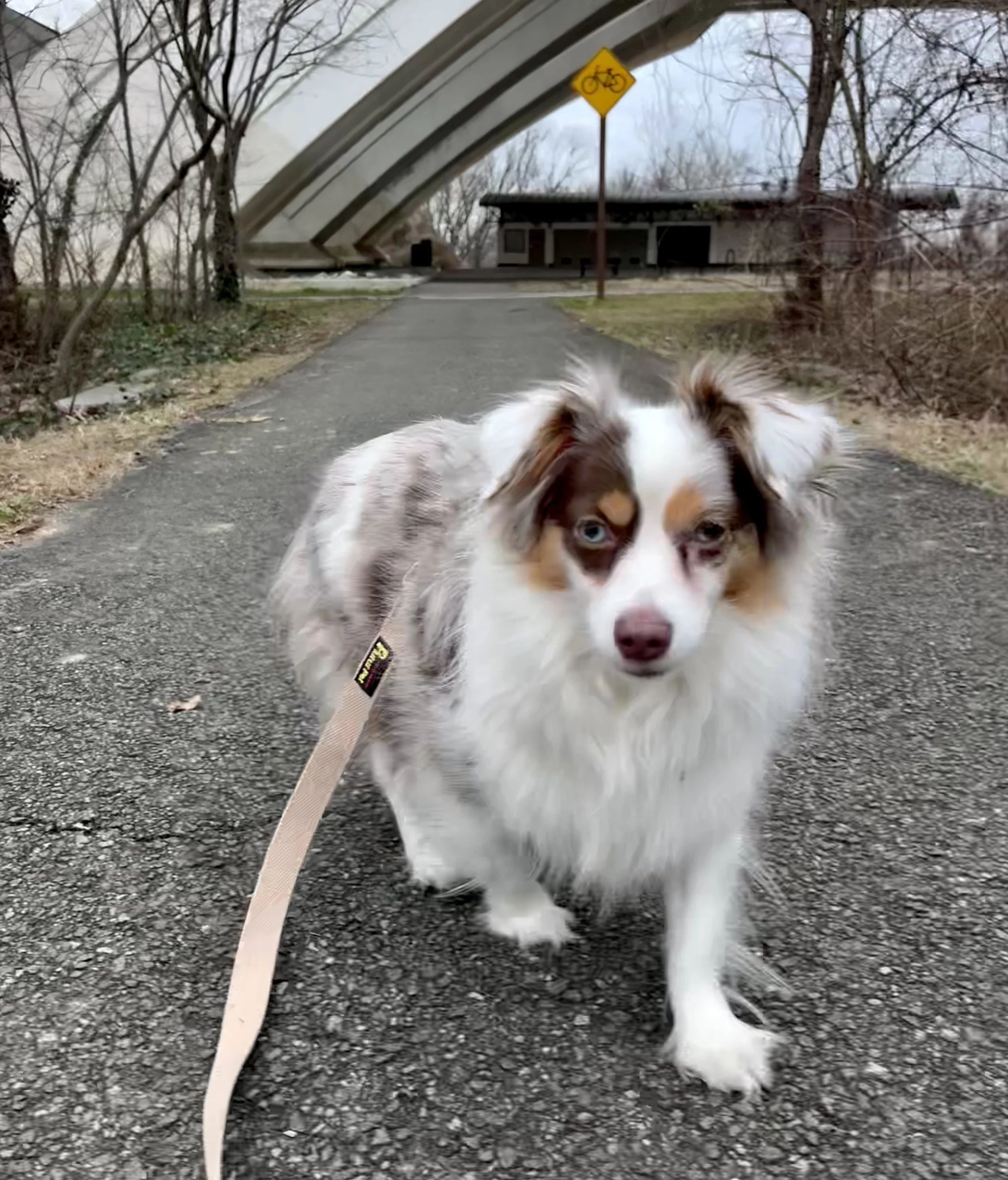 A leashed dog standing on a paved path beneath a bridge near Jones Point Lighthouse, looking directly toward the camera during a quiet winter walk.