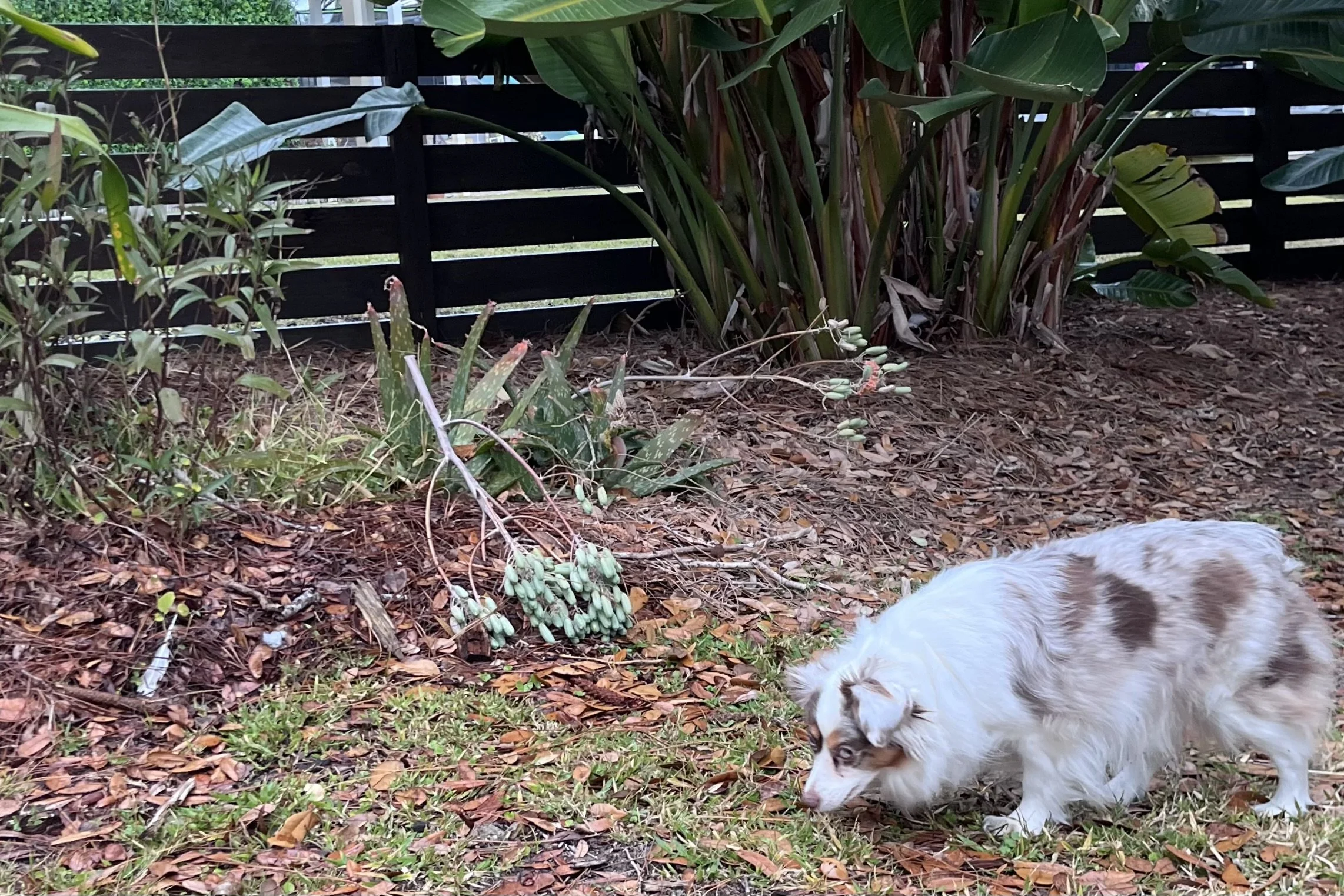 Small dog sniffing in a fenced backyard in St. Augustine during a stay with small dogs.