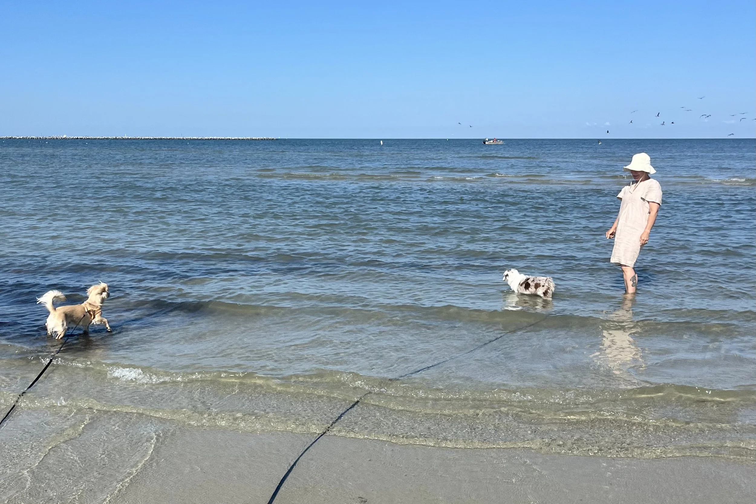 Two small dogs standing in shallow water with their owner at Cape Charles Beach Virginia.