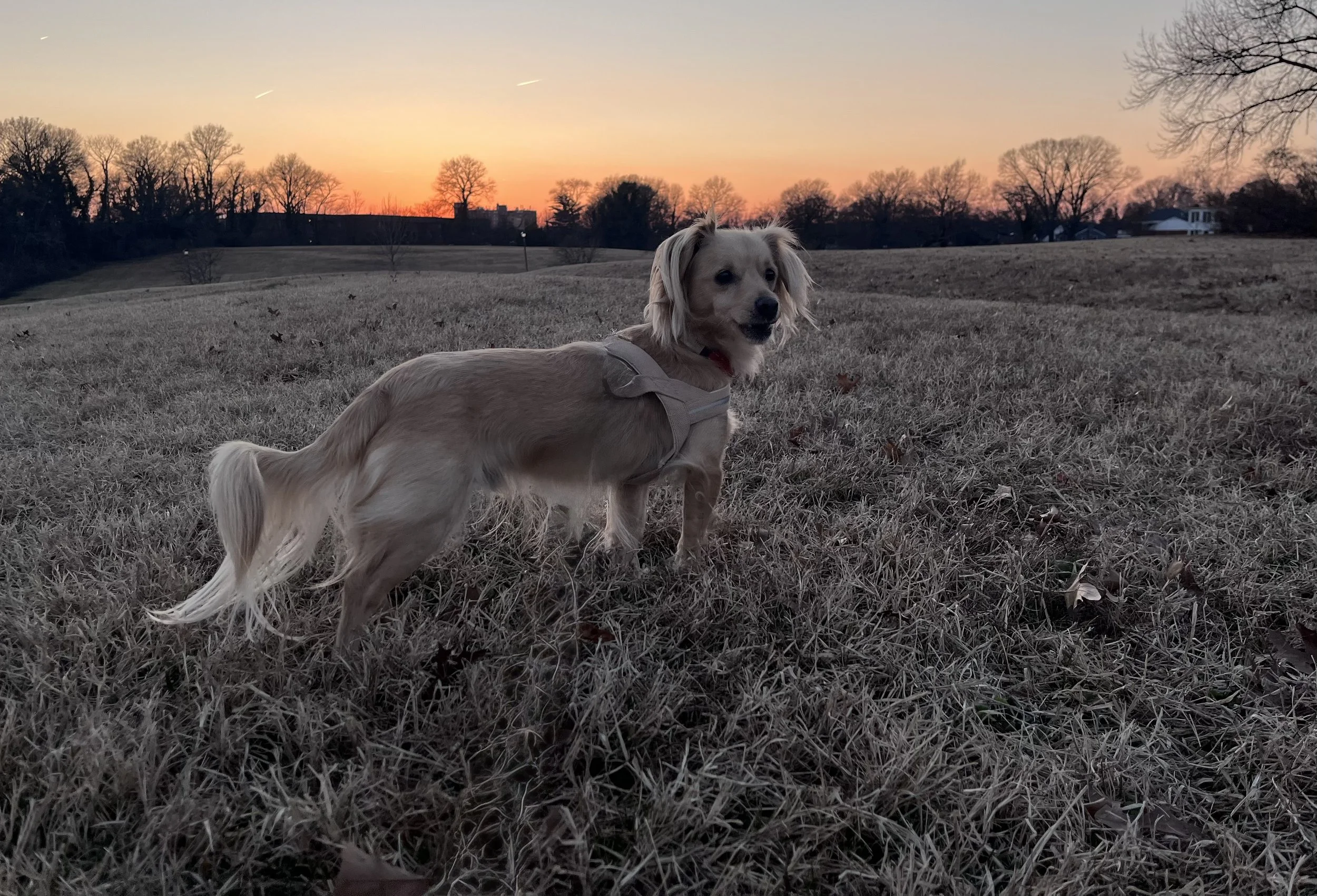 Small tan dog standing in a grassy field at sunset, calmly observing the surrounding landscape.