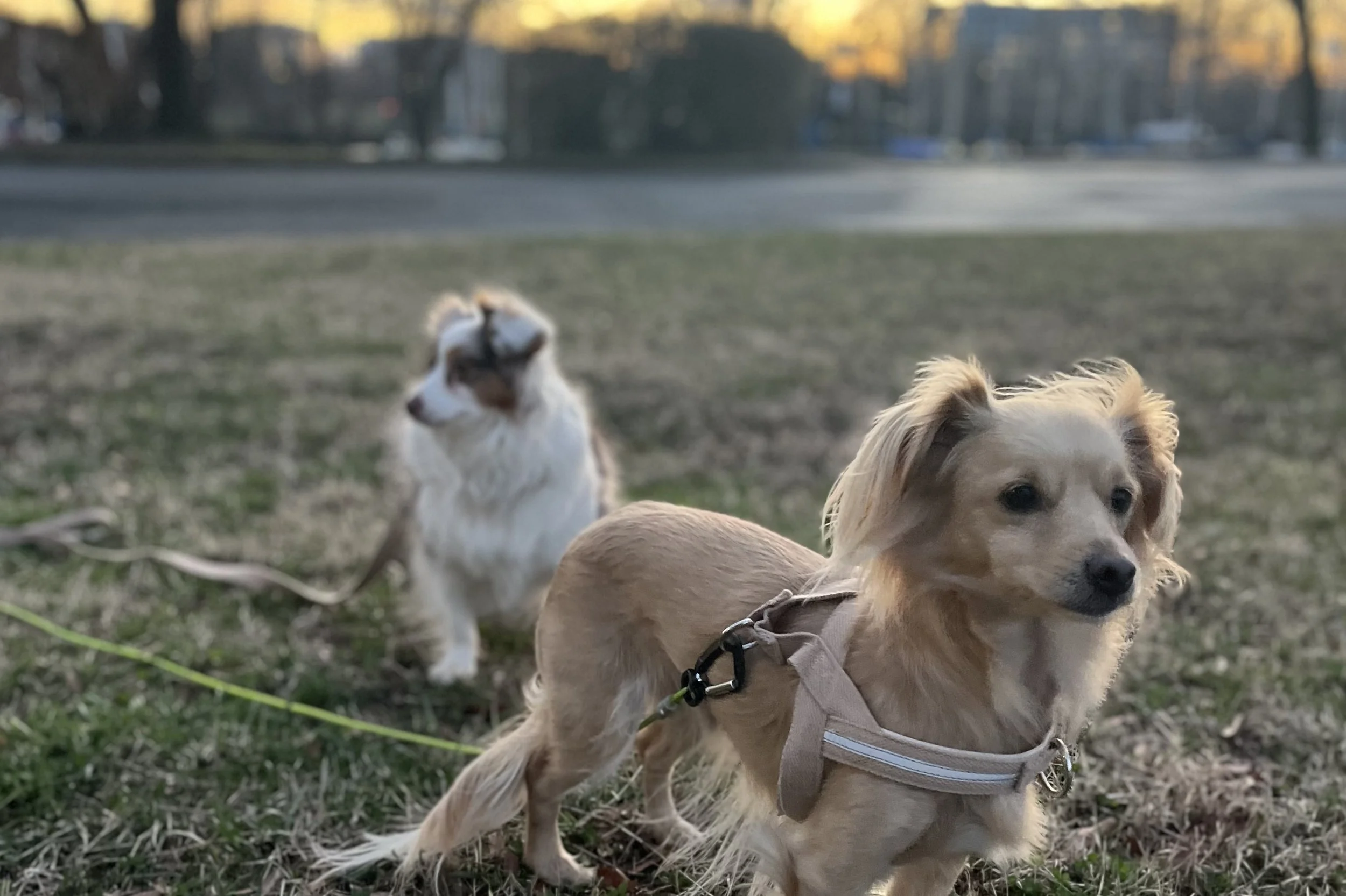 Archie and Saydie relaxing together after a day spent exploring outdoors.