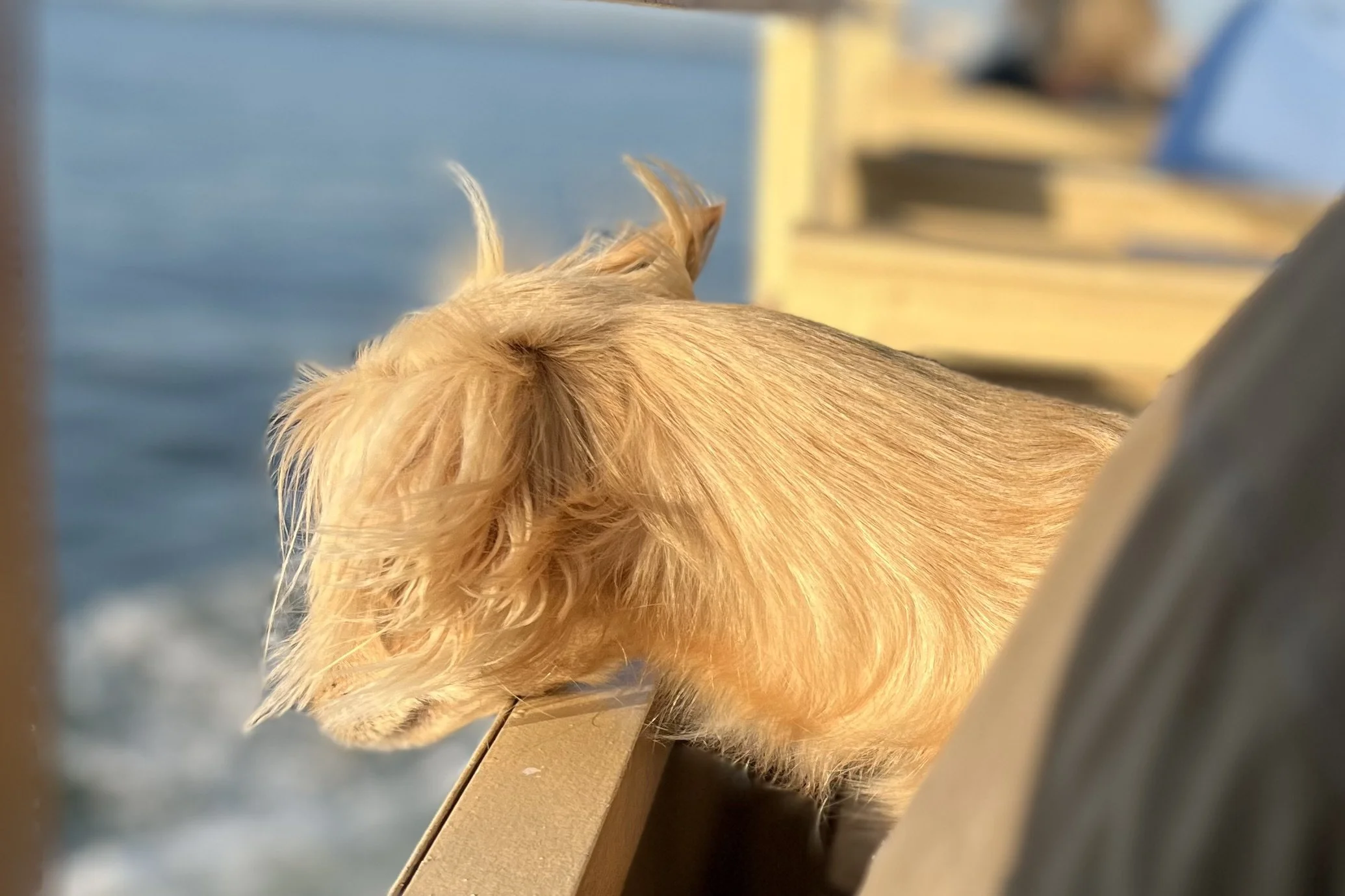 Small dog on a boat staying close to owner, showing unease with movement.