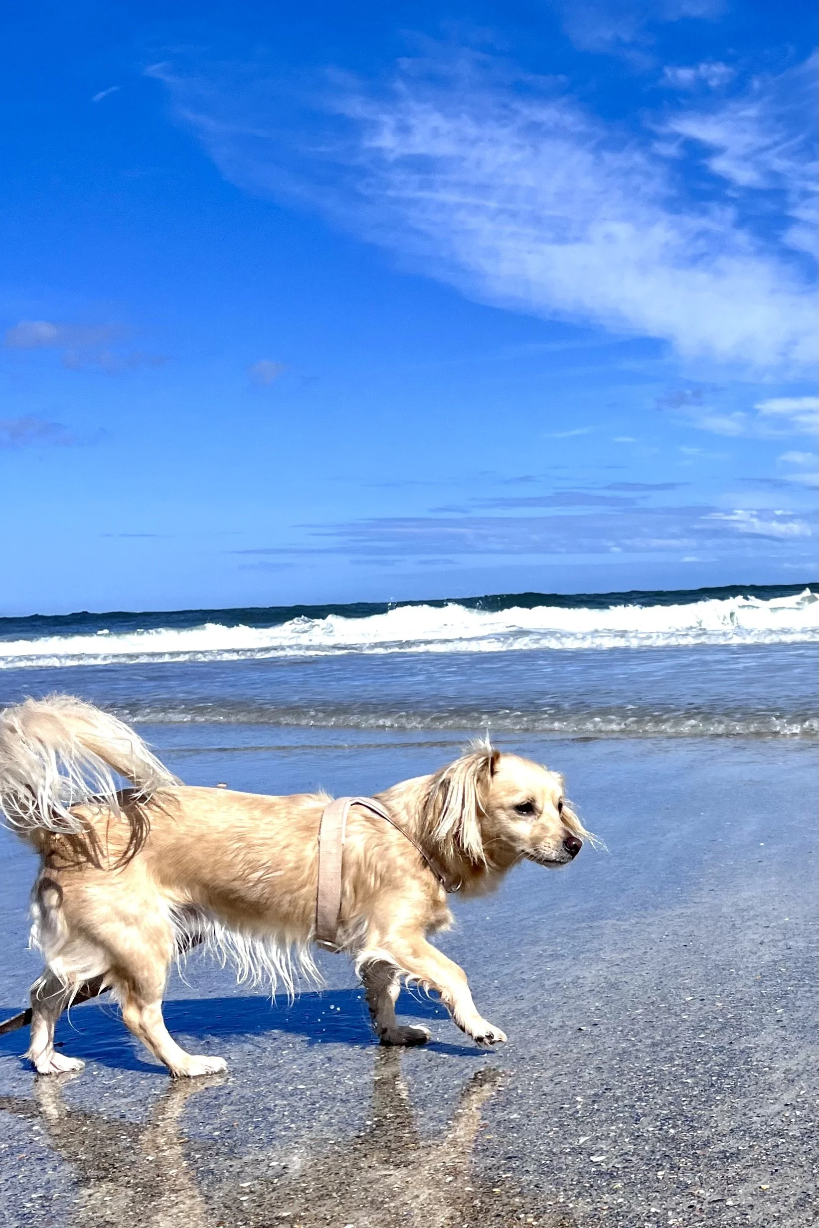 Leashed dog walking along the wet sand at Vilano Beach, with gentle ocean waves in the background.