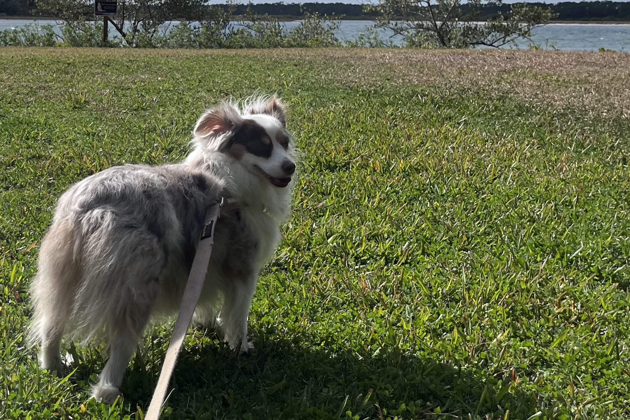 Dog standing or moving freely in an open grassy area with a calm, relaxed posture.