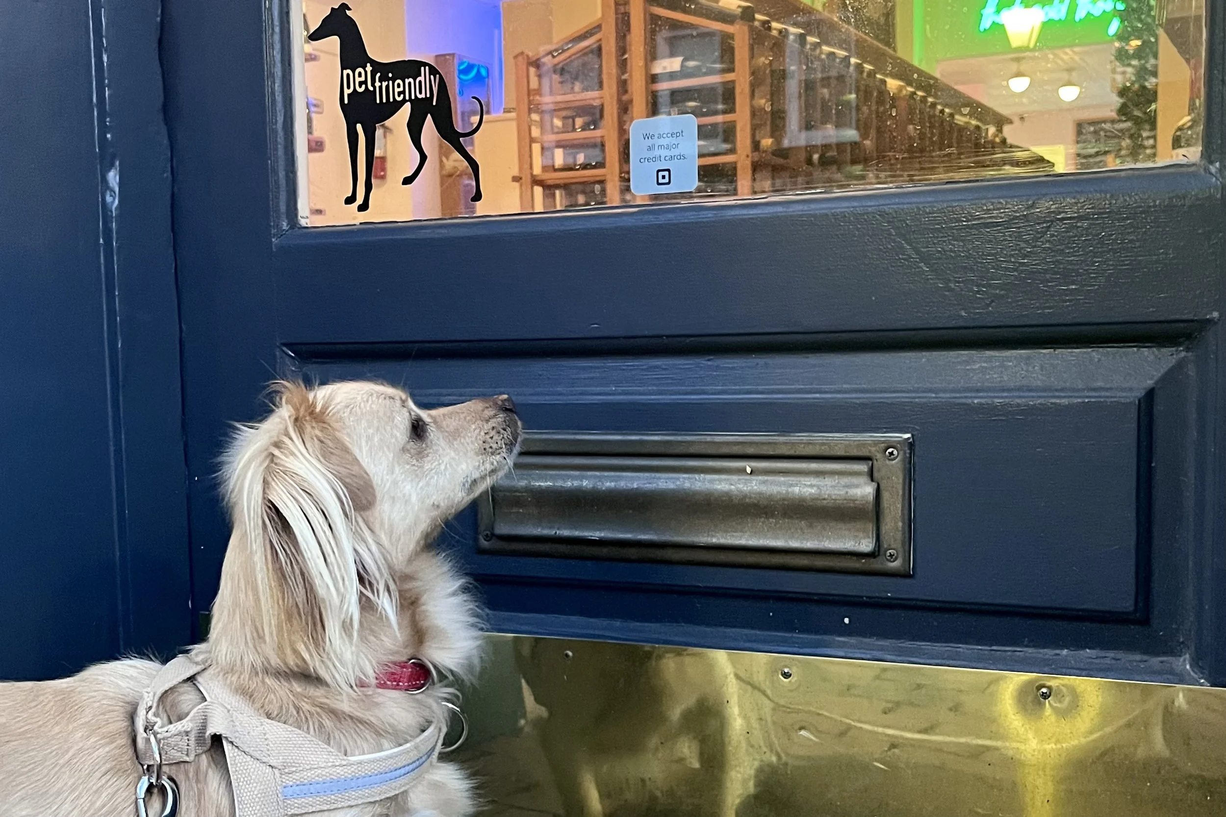 Small dog standing at a blue storefront door with a pet friendly sticker along King Street in Old Town Alexandria.