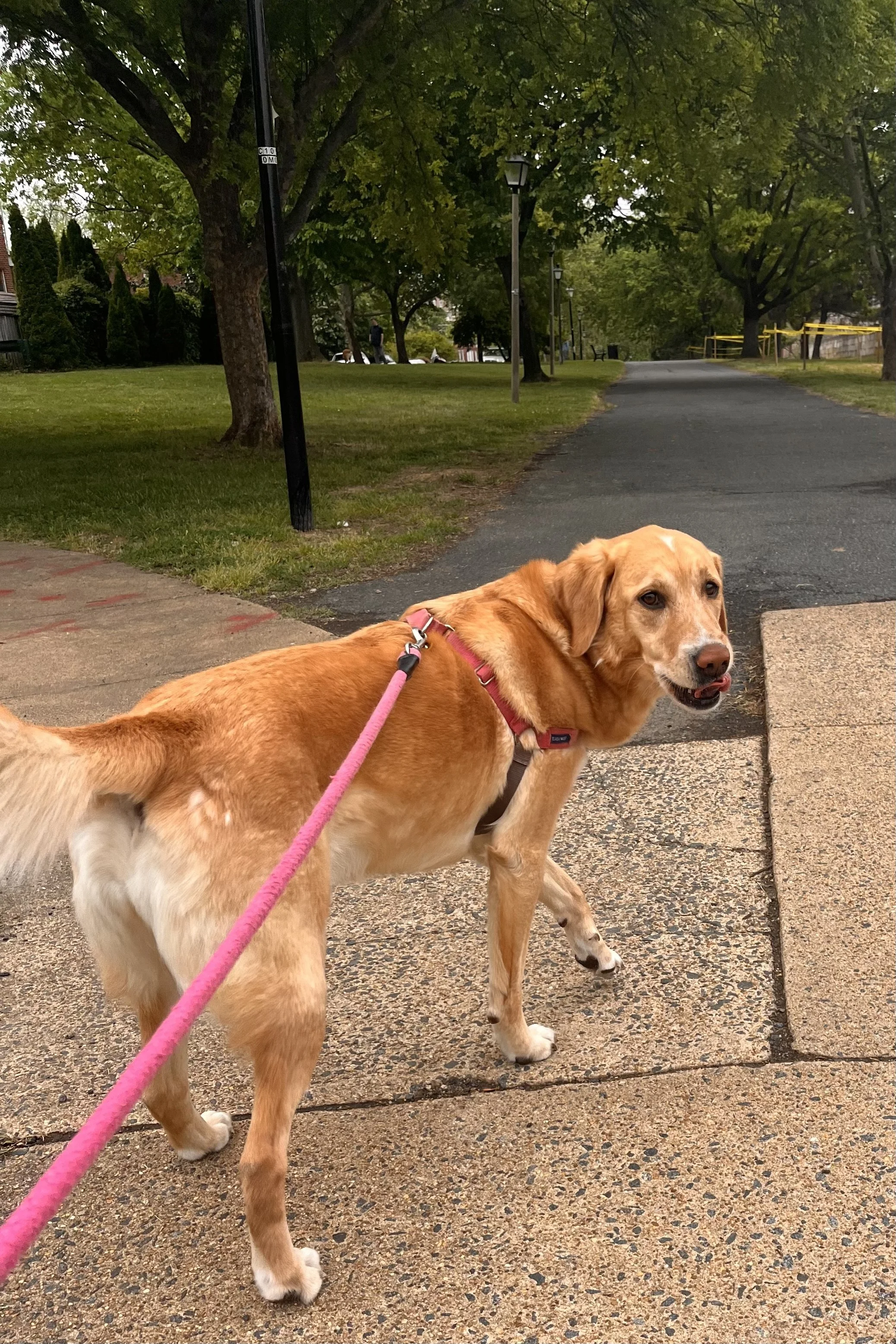 Open paths give you more time and more options before another dog gets too close.
