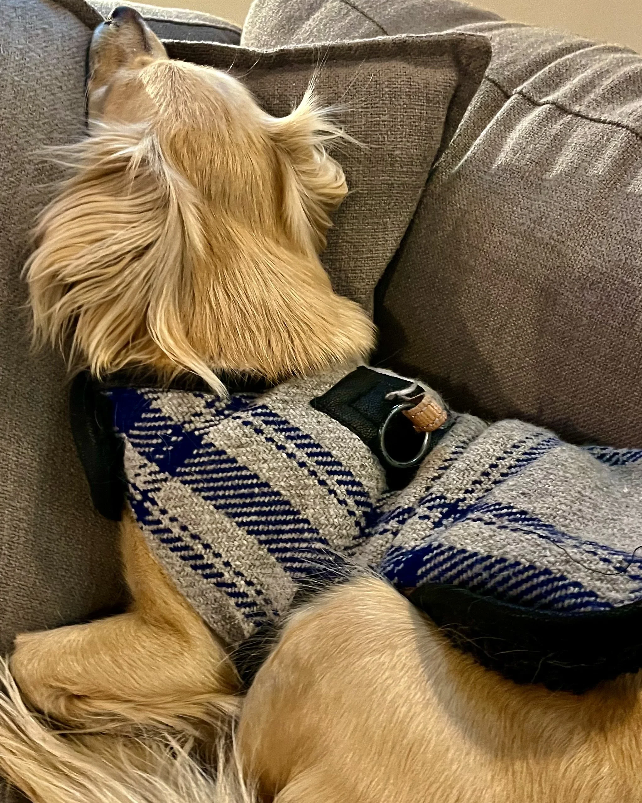 Relaxed golden dog in a plaid sweater resting comfortably on a couch during travel downtime.