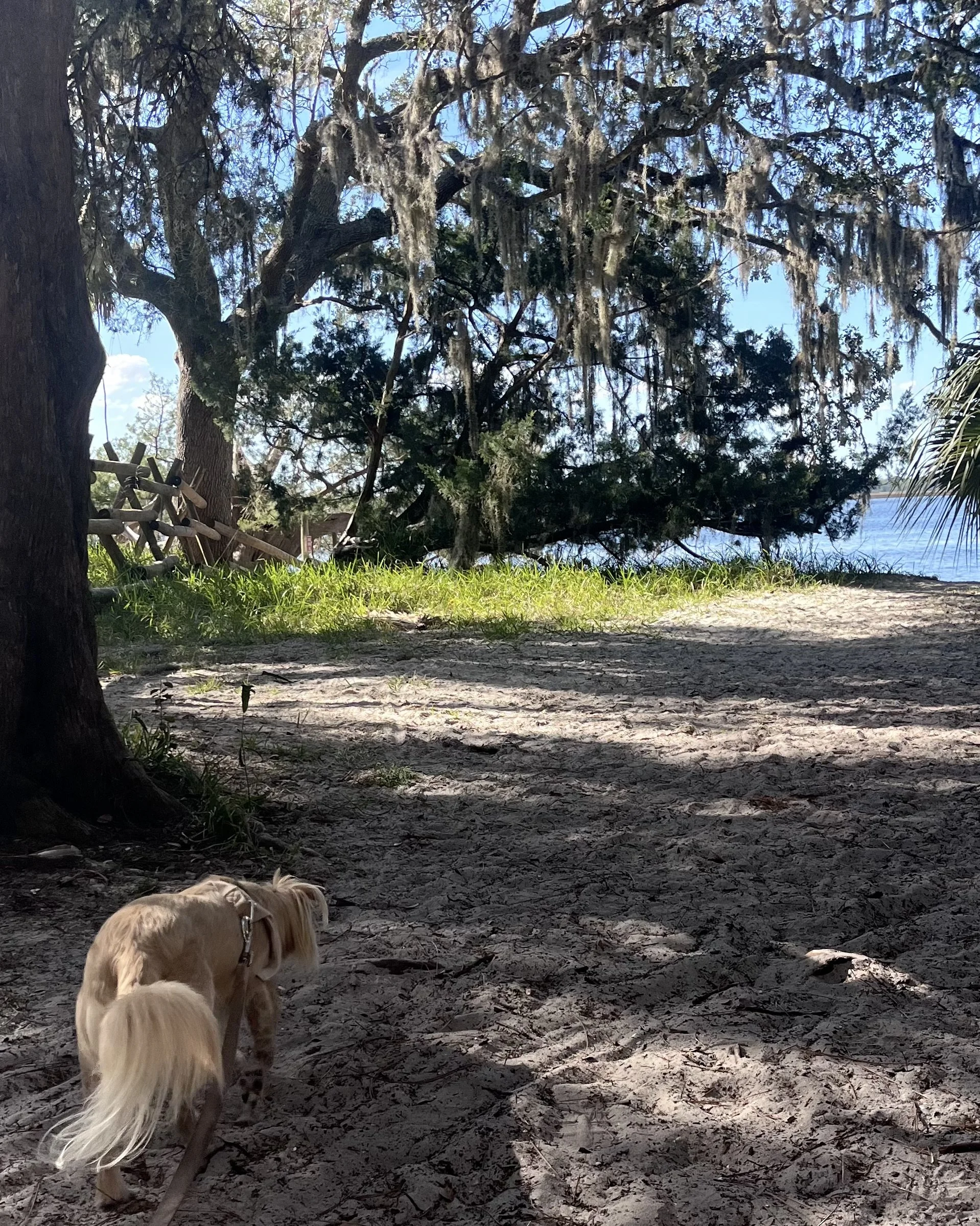 Small dog walking along a sandy trail beneath live oak trees, with water visible ahead through the trees.