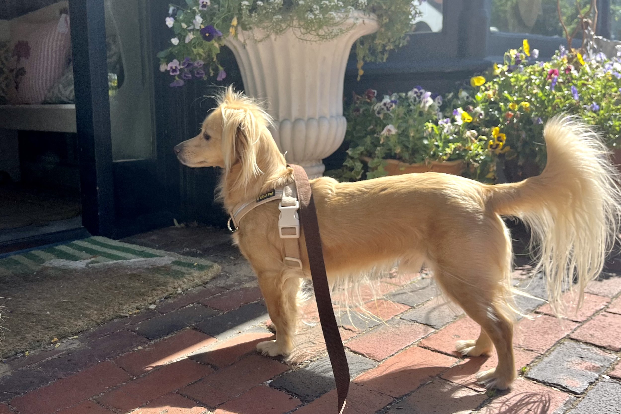 Small dog wearing a lightweight travel harness while exploring a brick sidewalk lined with flower planters in Old Town Alexandria.