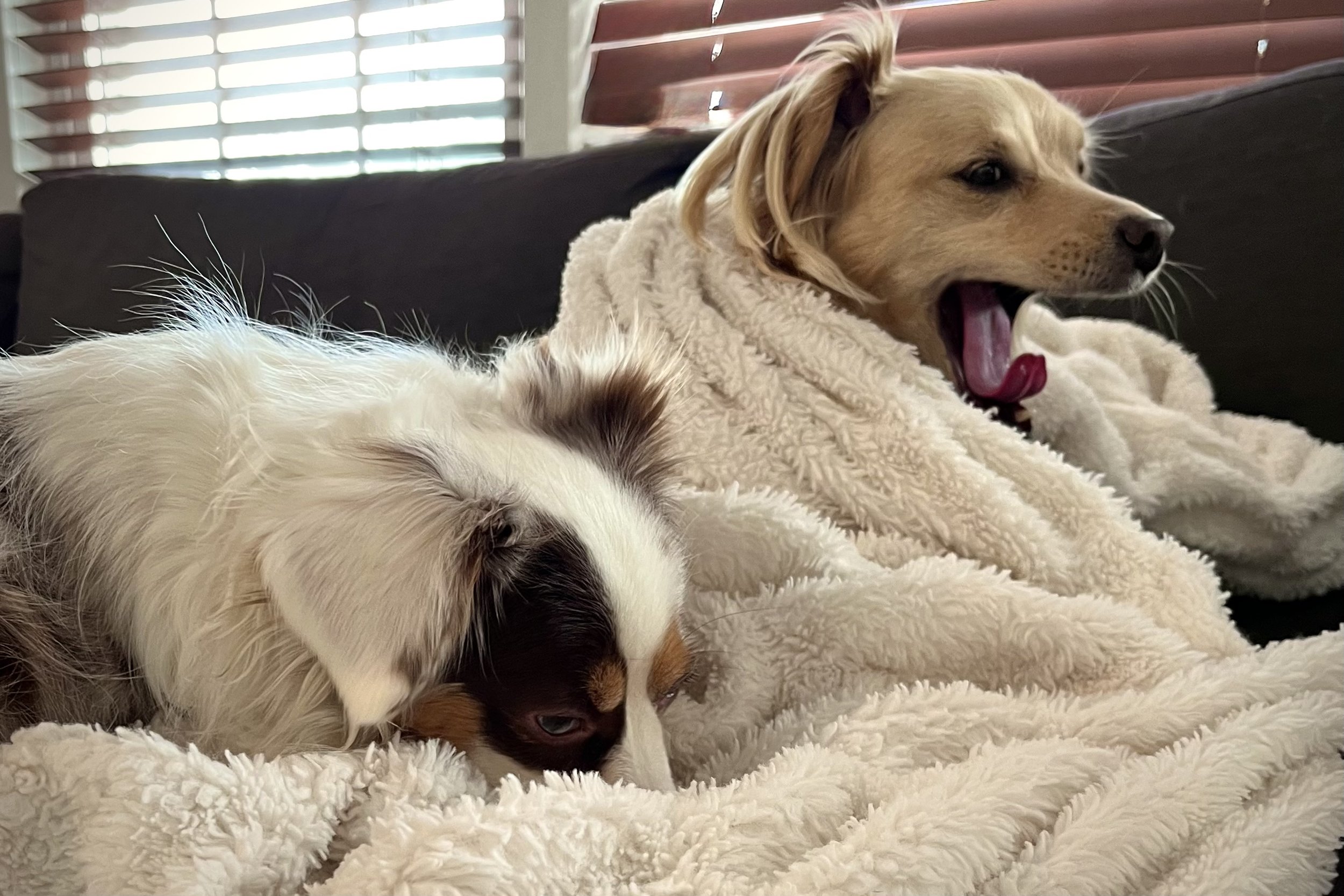 Two small dogs resting on a couch under a cream blanket, one curled and sleepy while the other yawns, with soft daylight filtering through window blinds behind them.