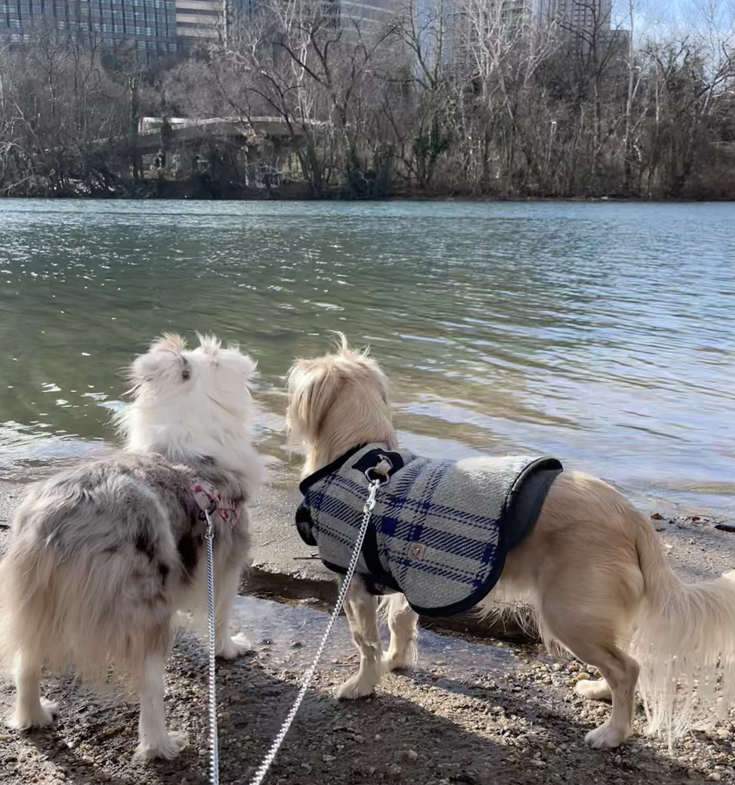 Two dogs on leash standing at the edge of the river on Theodore Roosevelt Island, looking out across the water.