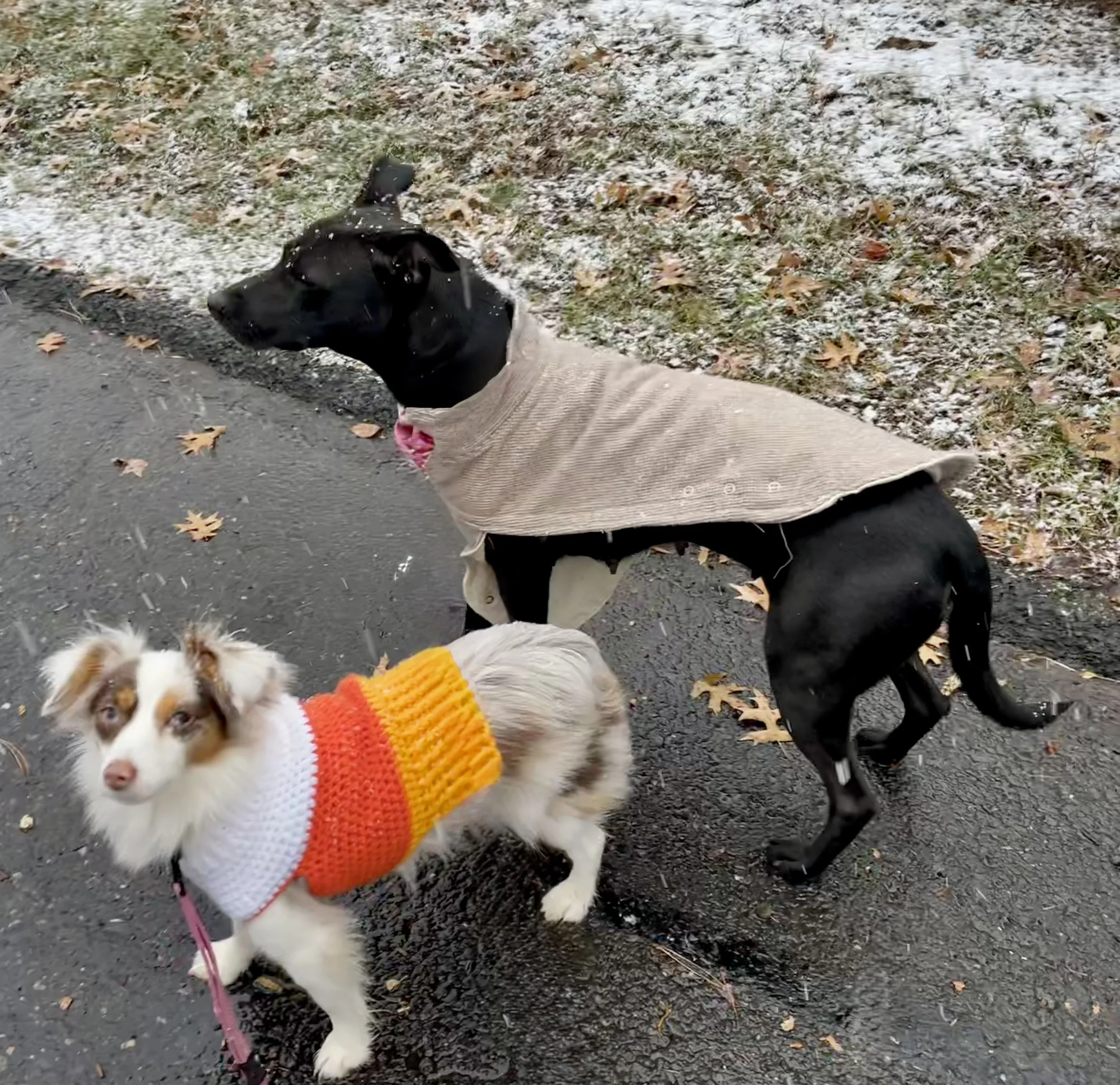 Two dogs indoors, a young Australian Shepherd wearing a small sweater and a larger black dog wearing a gray flannel coat.