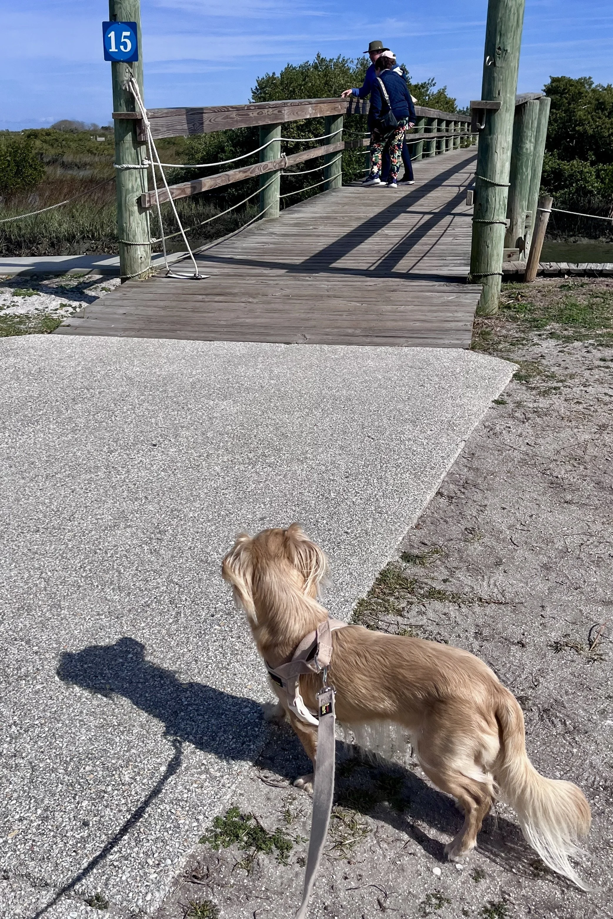 Small dog on leash standing at the entrance to a wooden boardwalk overlooking marshland near St. Augustine, Florida