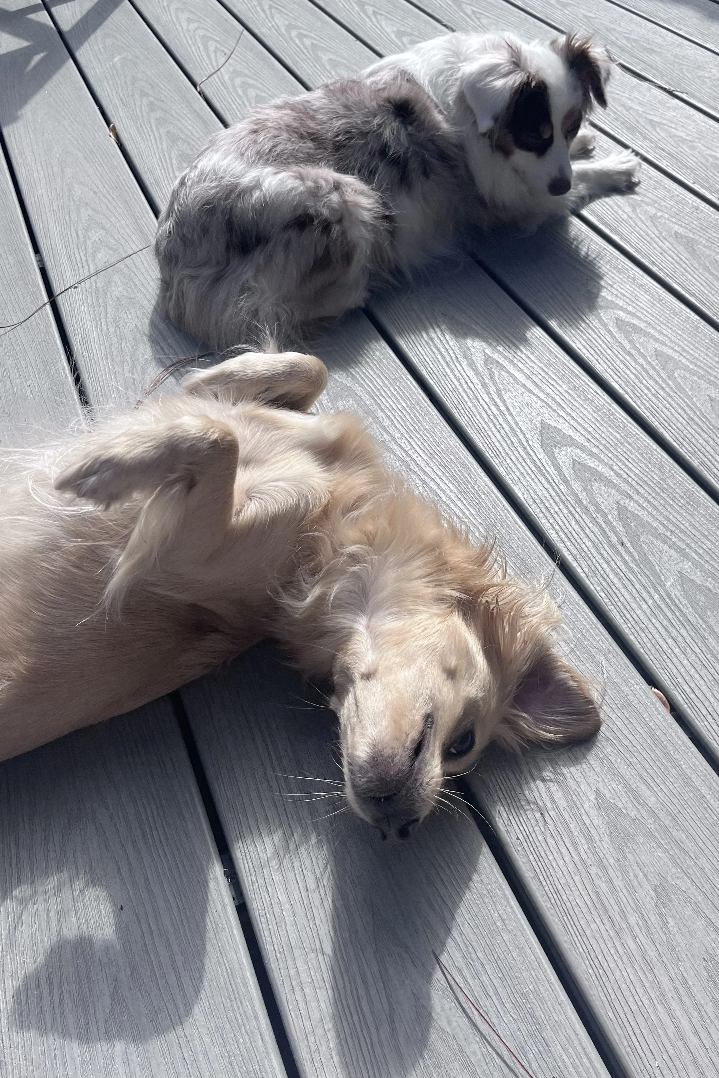 Two dogs lying on a sunlit deck, resting close together with relaxed bodies and no movement.