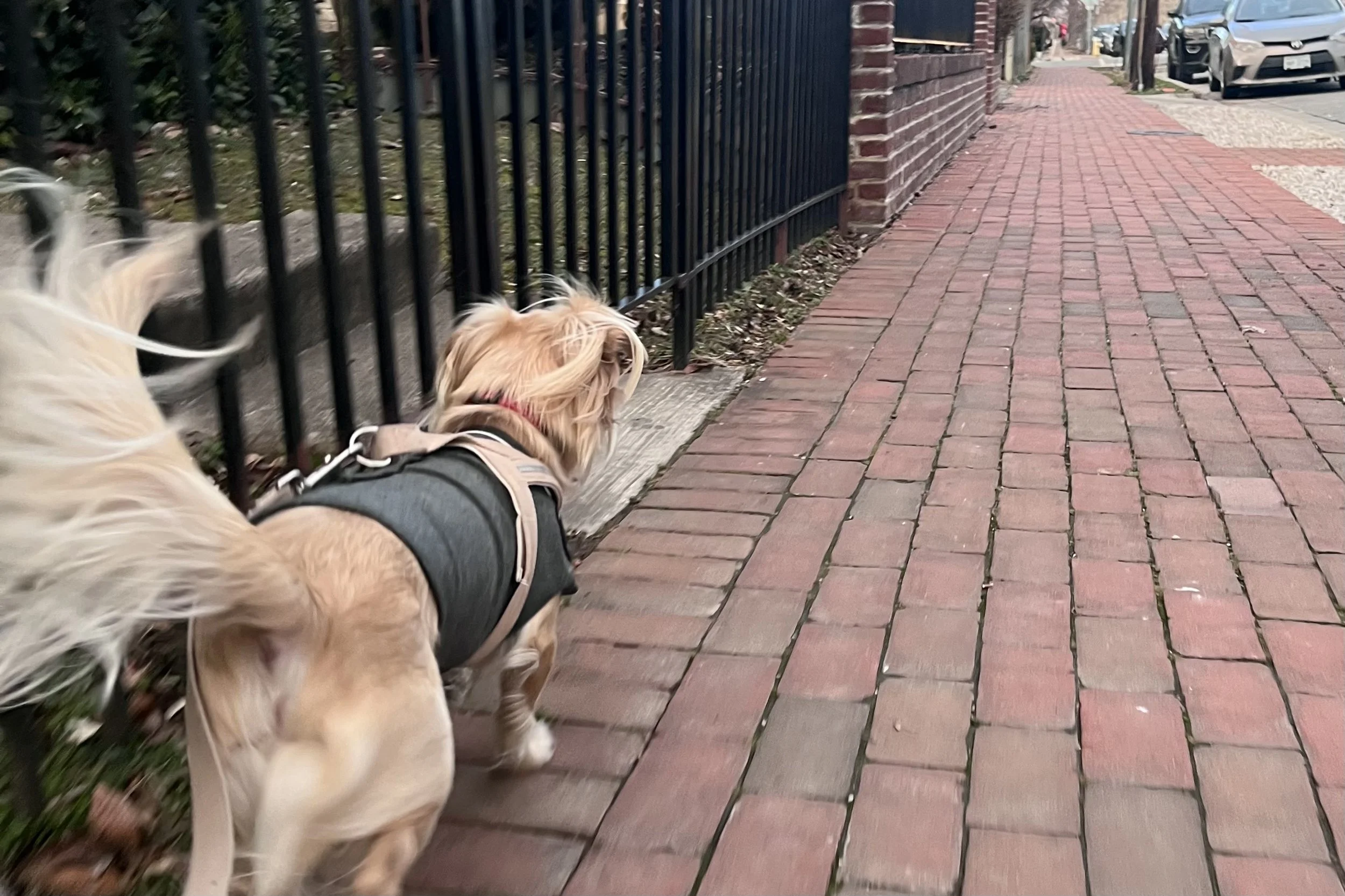 Small dog walking along a quiet brick sidewalk beside a black iron fence in Old Town Alexandria.