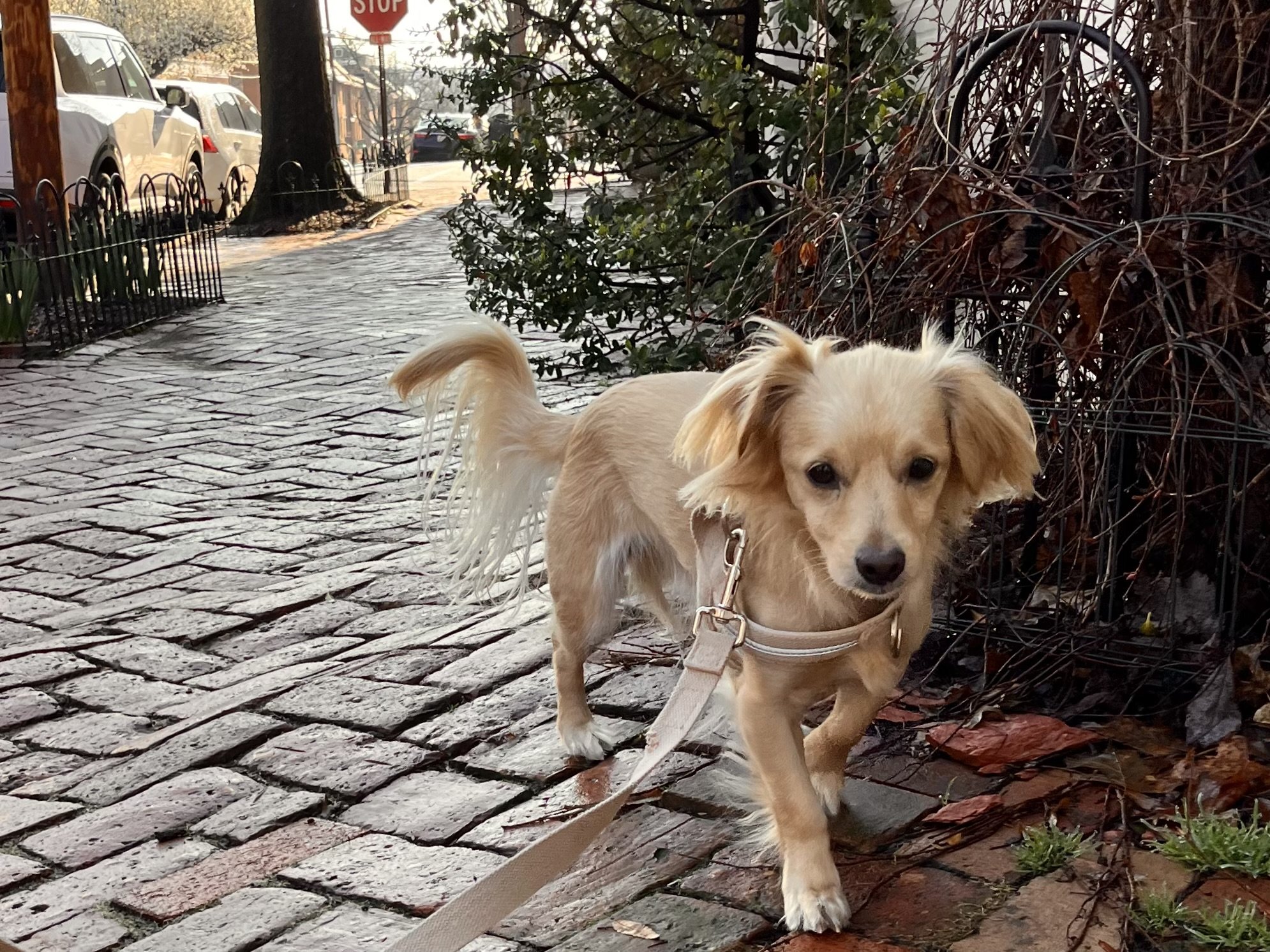 Small dog walking on an uneven brick residential sidewalk with minimal foot traffic in Old Town Alexandria