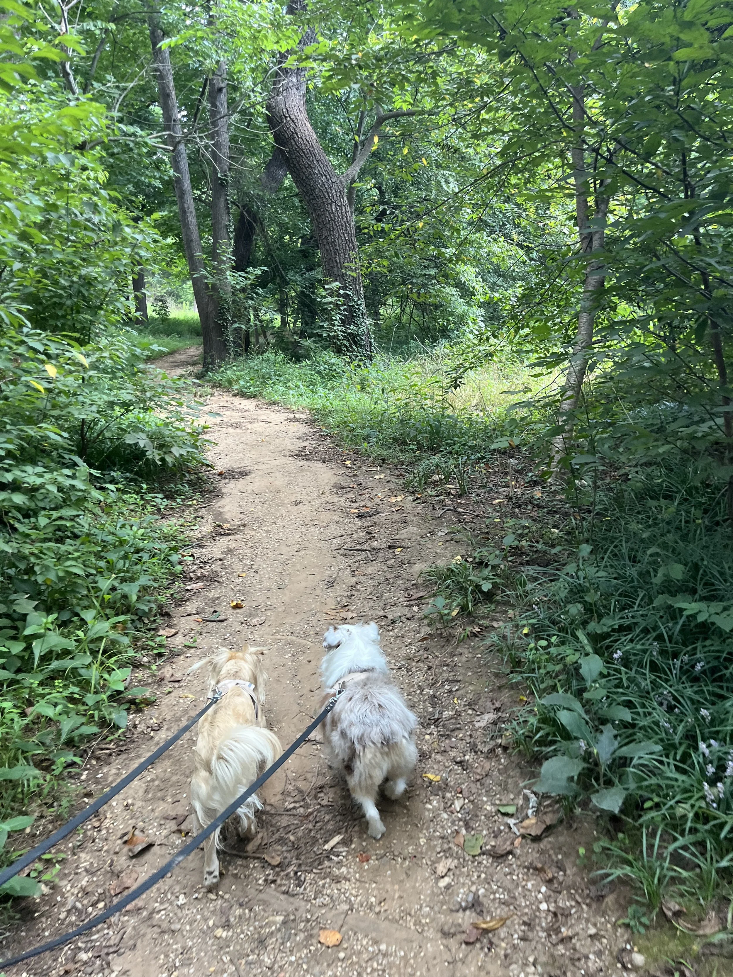 Wooded trail winding through Dumbarton Oaks Park in Georgetown, Washington, DC.