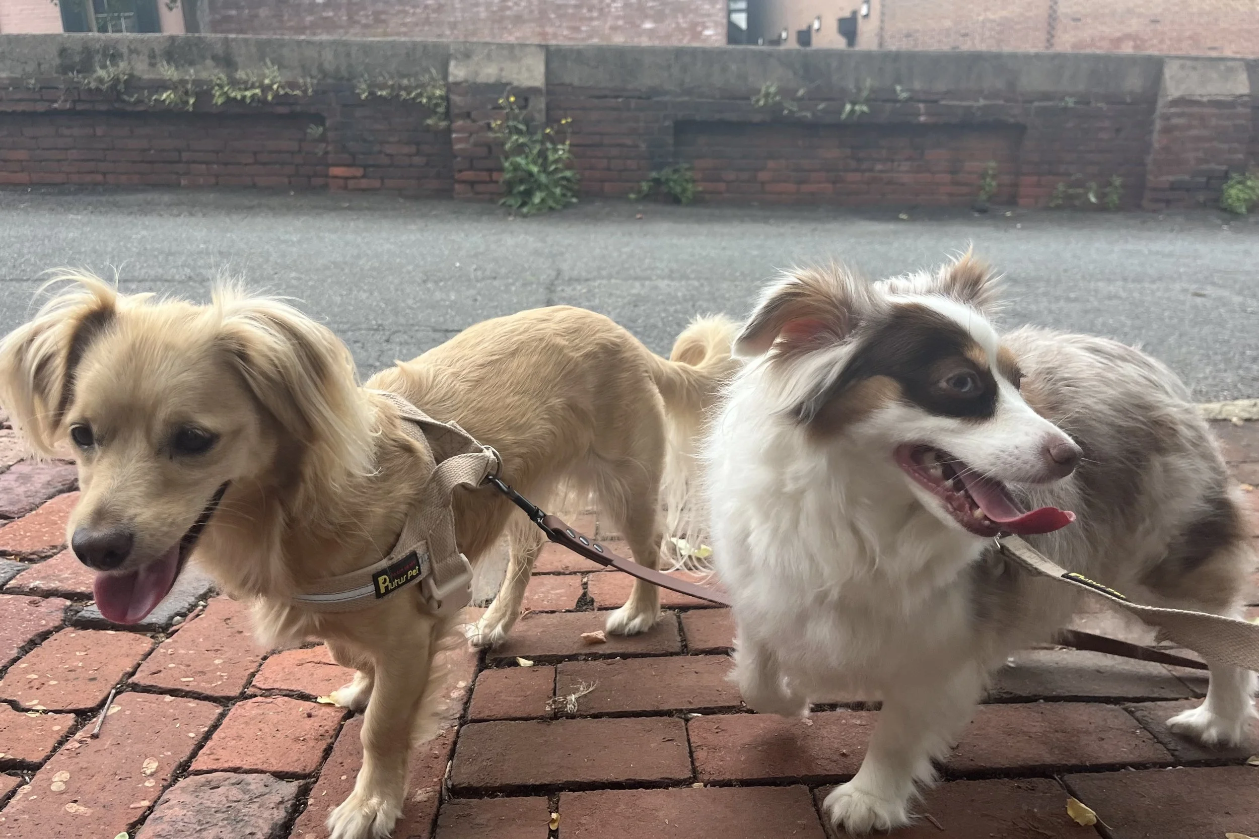 Archie and Saydie panting while walking on a brick sidewalk in Old Town Alexandria during warm weather.
