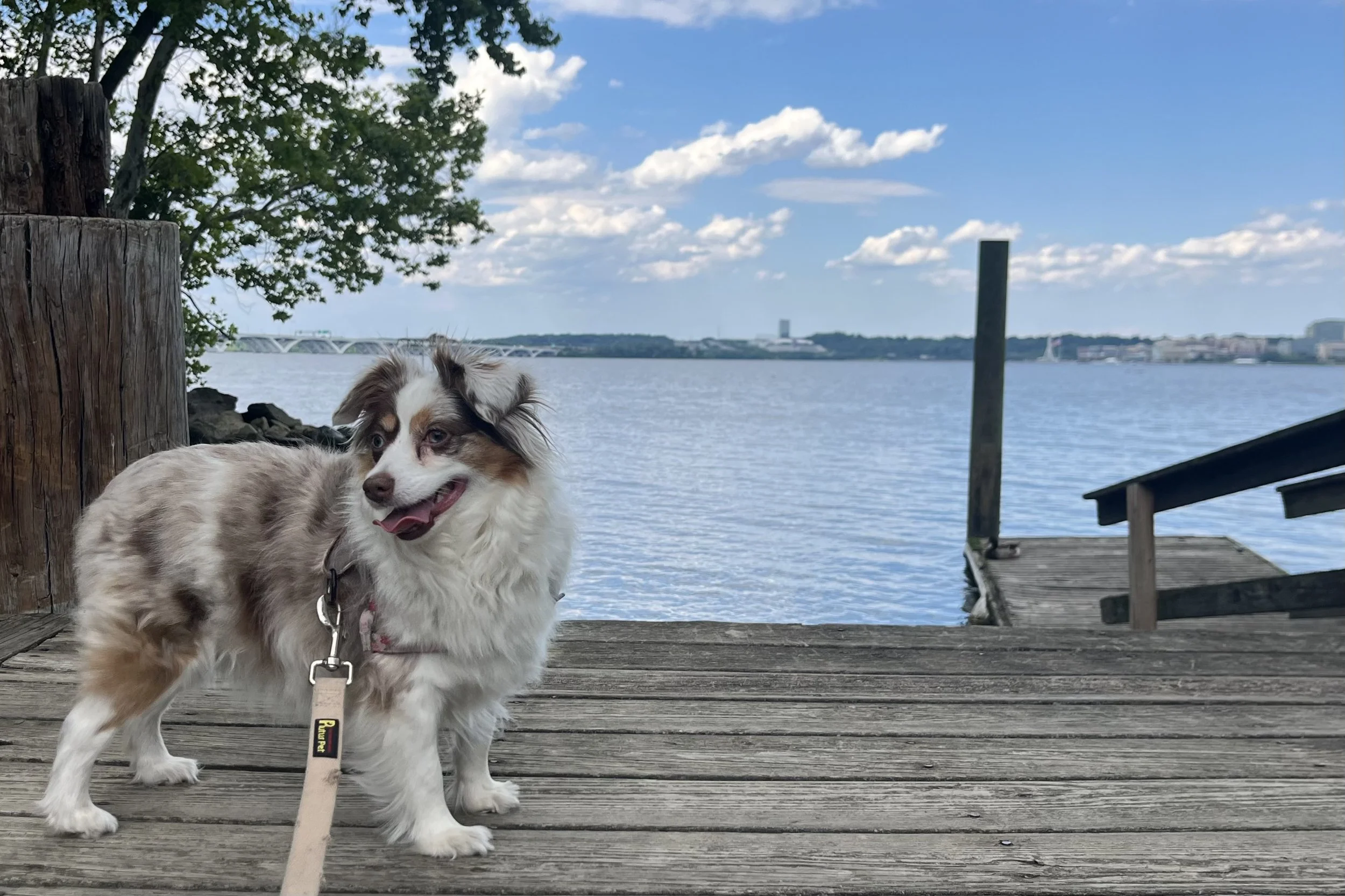 Australian Shepherd standing on a wooden dock with Potomac River views at Dyke Marsh near Alexandria, Virginia.