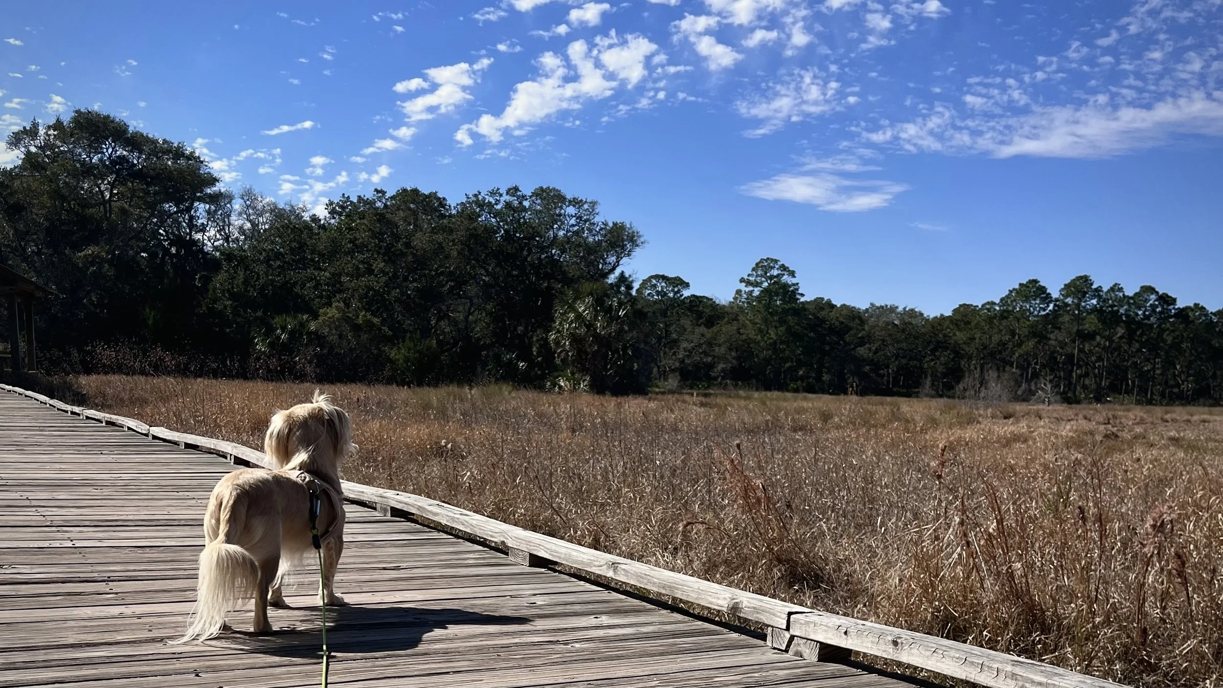 Small dog standing on a wooden boardwalk, looking out over a marsh under a bright blue sky.