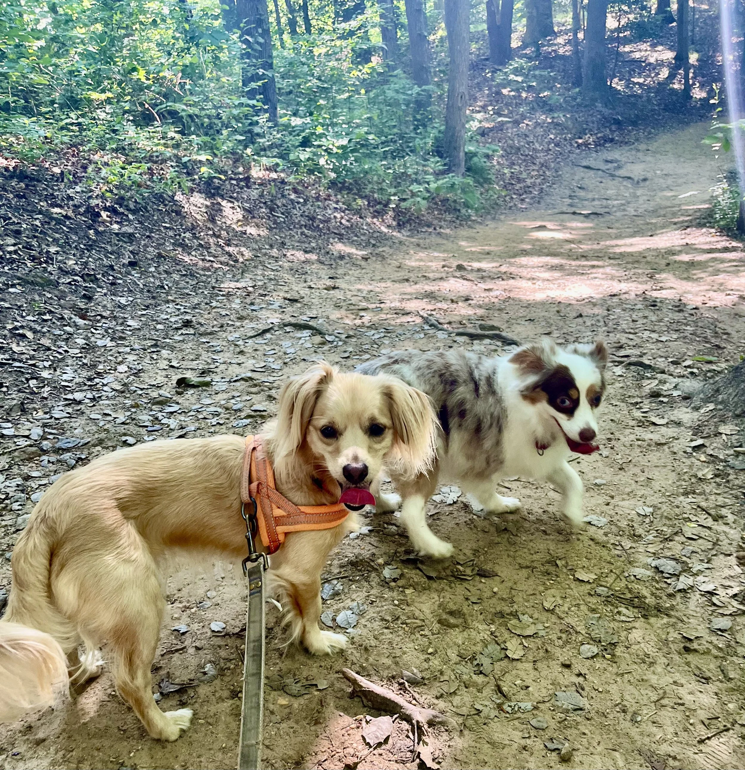Two dogs standing on a dirt hiking trail at Westmoreland State Park, surrounded by trees and dappled sunlight.