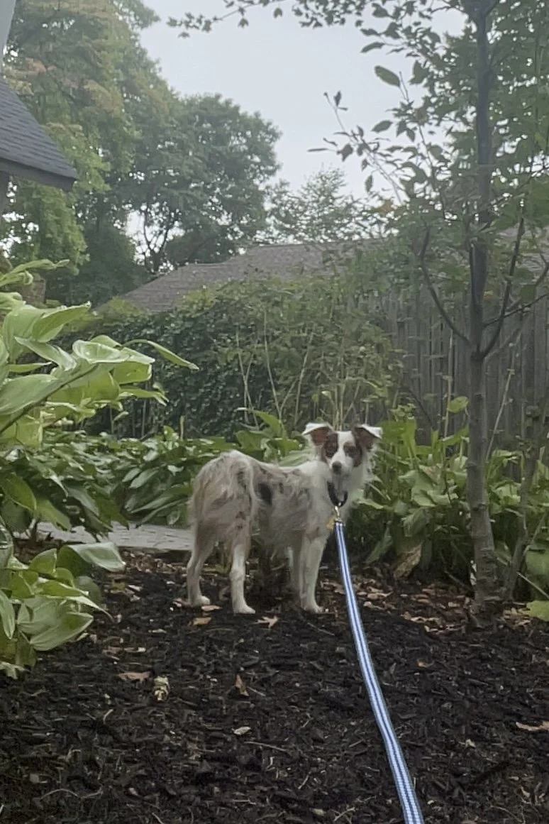 Young rescue dog standing in a backyard while adjusting to a new home and unfamiliar surroundings.