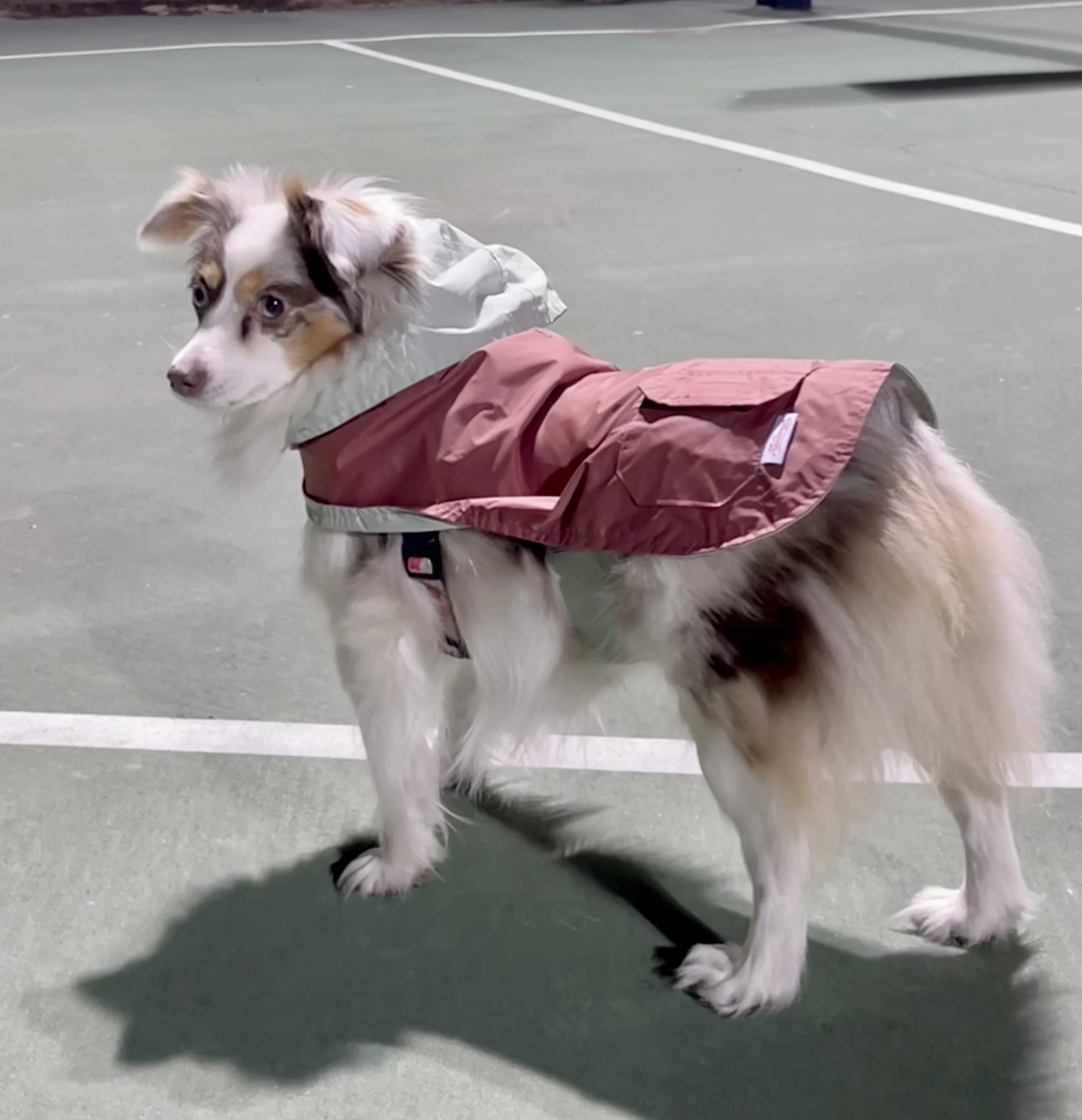 Australian Shepherd wearing a lightweight rain shell standing on an outdoor court.