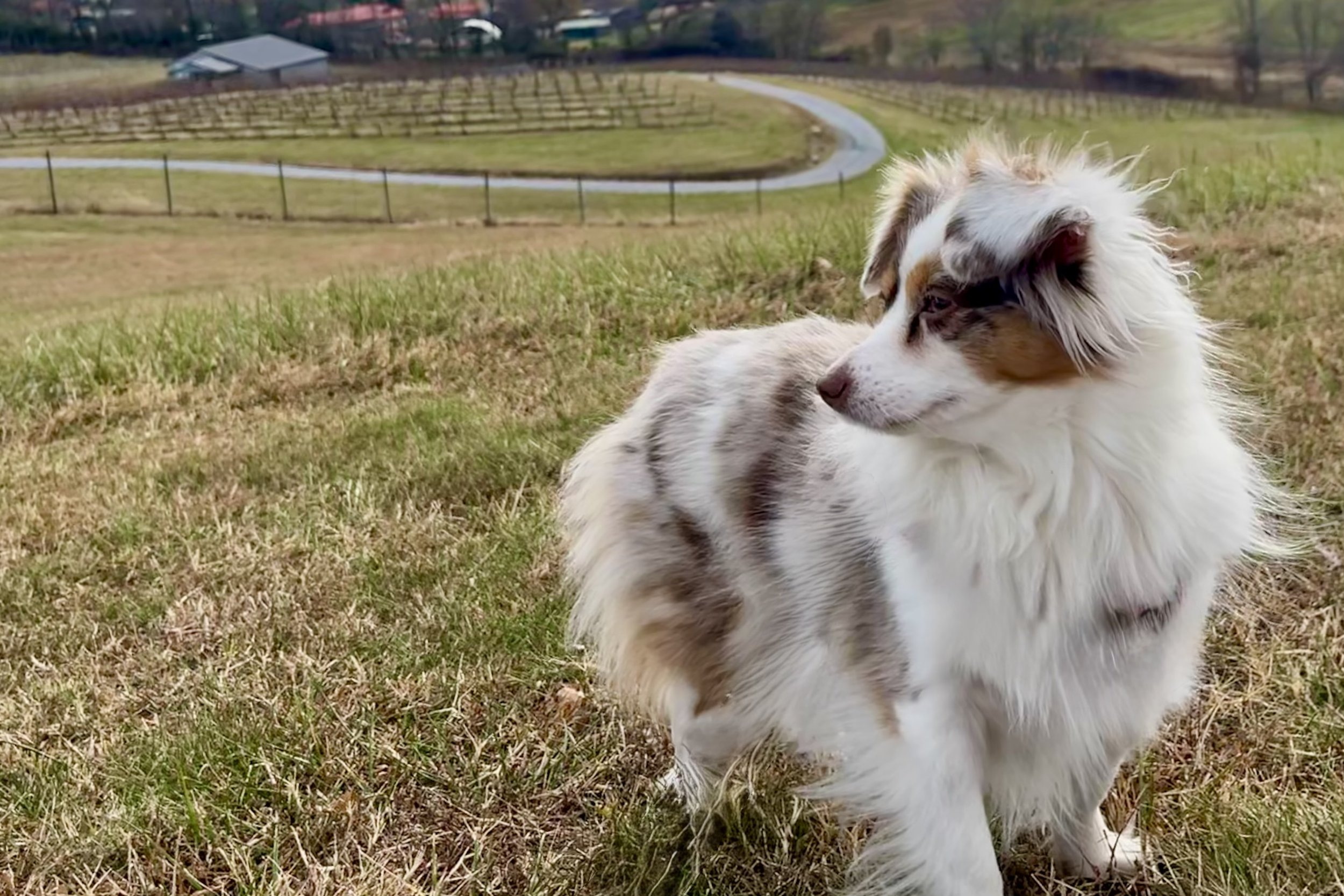 Small dog standing on grassy hillside overlooking vineyard rows and winding driveway at Great Valley Brewery & Winery in Lexington, Virginia.