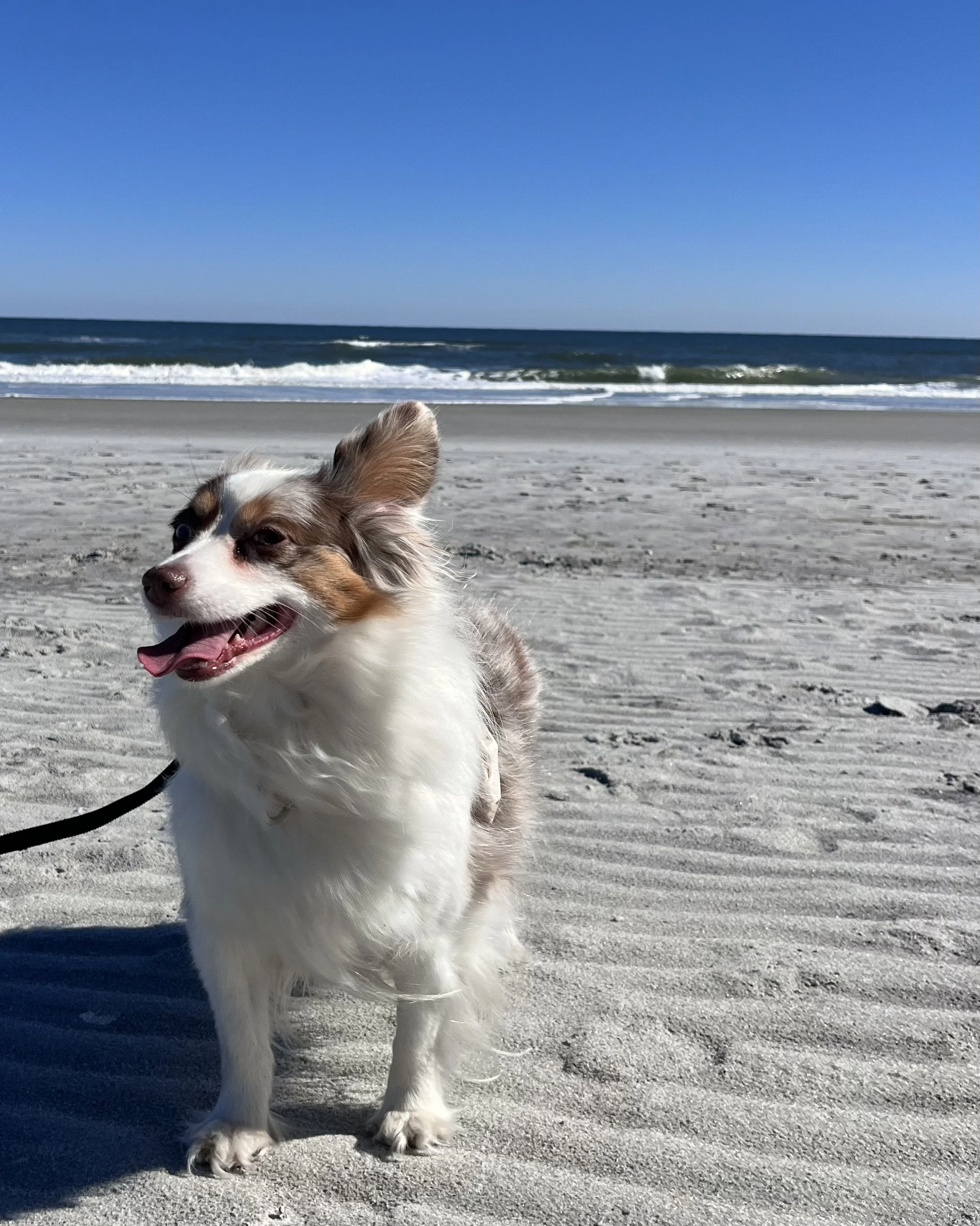 Close-up of a leashed dog standing on rippled sand at Butler Beach on a windy day.