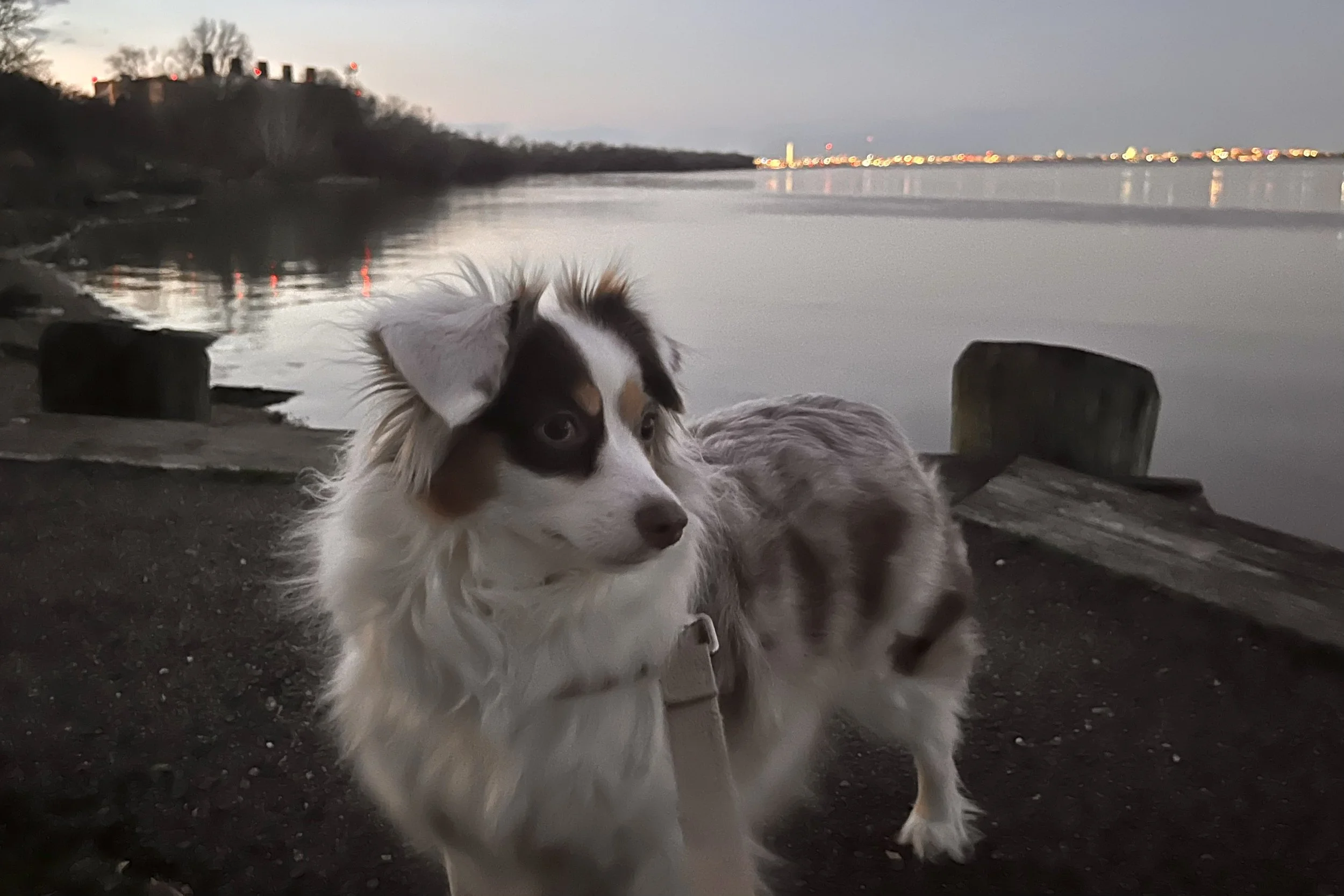 dogs looking across the Potomac River toward Washington DC at sunset.