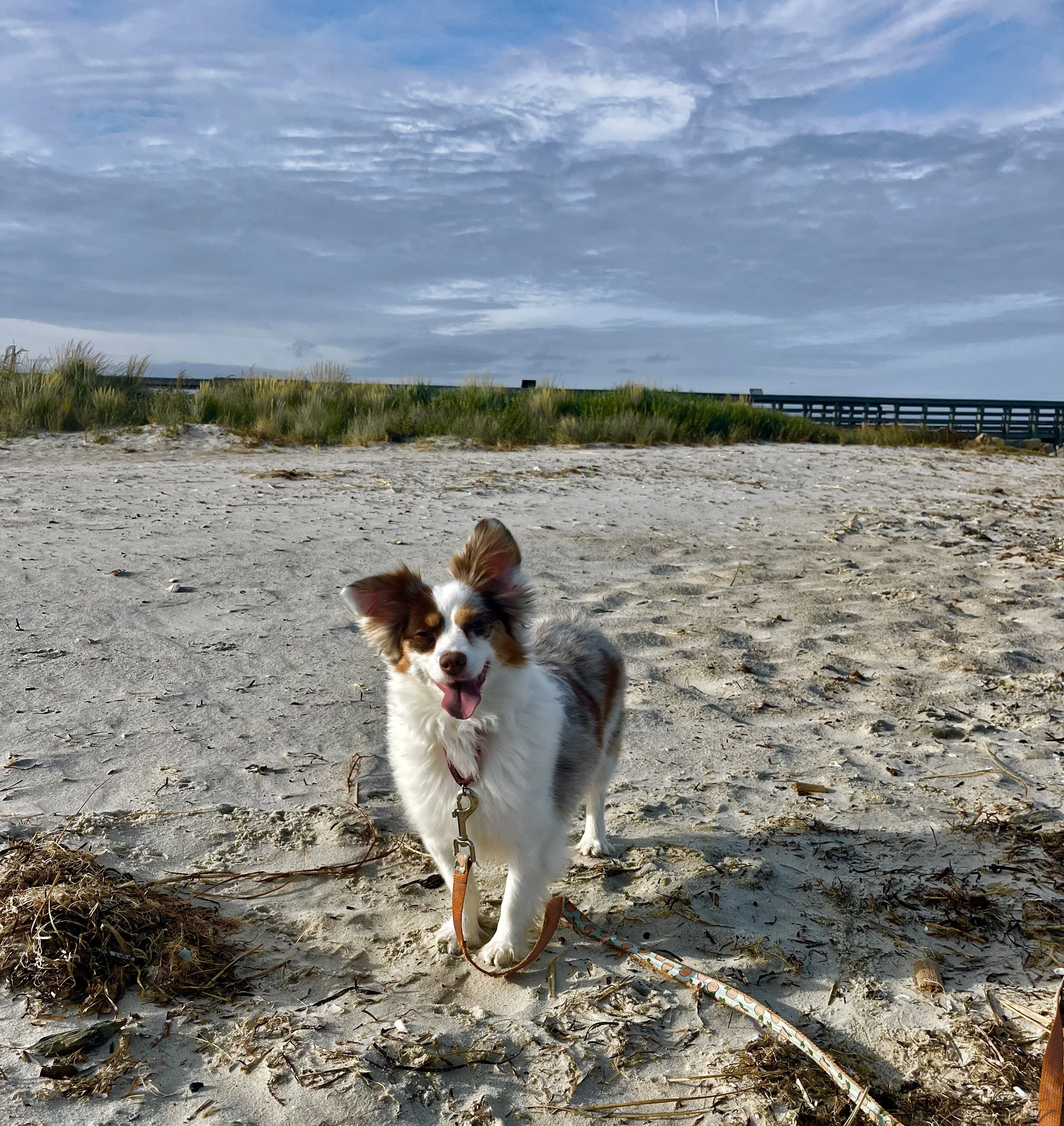 Small dog standing on a sandy beach with grasses and a boardwalk in the background.