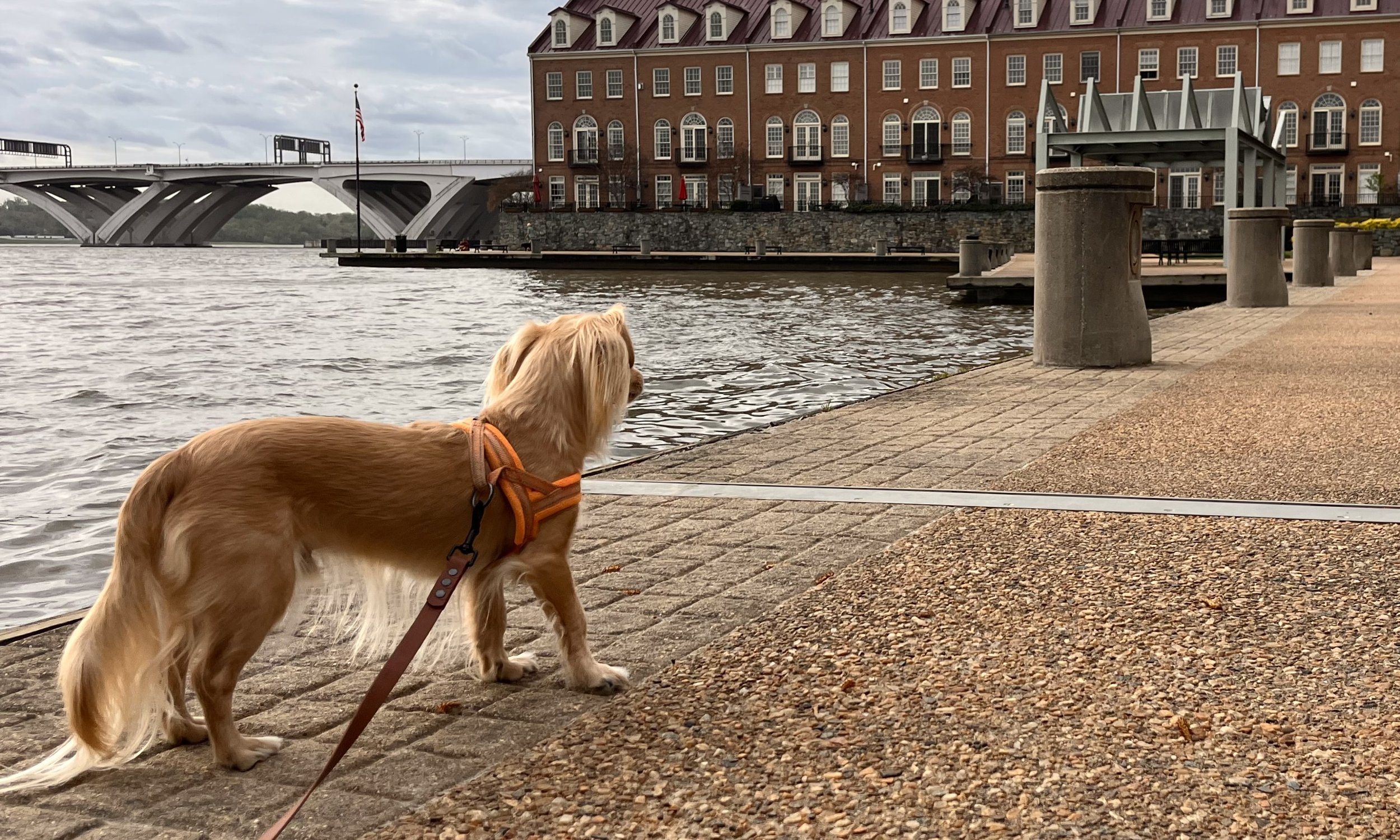 Small dog standing beside the waterfront in Old Town Alexandria while looking across the river during a quiet break on a dog-friendly outing.
