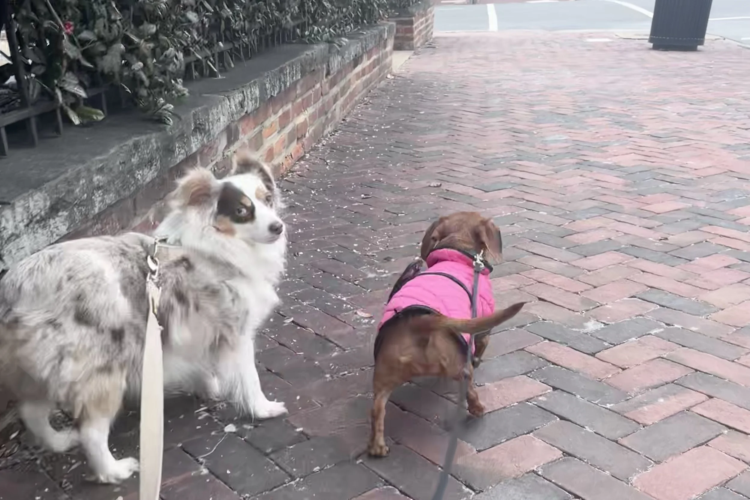 Two small dogs walking on a brick sidewalk while observing their surroundings.