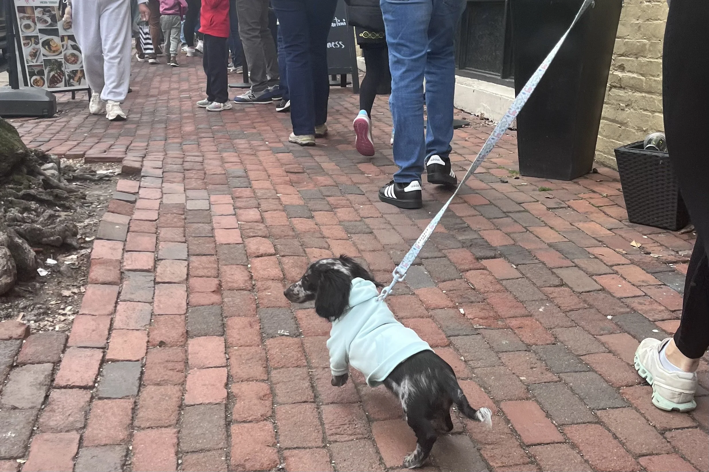 Small dachshund walking along a busy brick sidewalk in Old Town Alexandria surrounded by pedestrians during a dog-friendly outing.