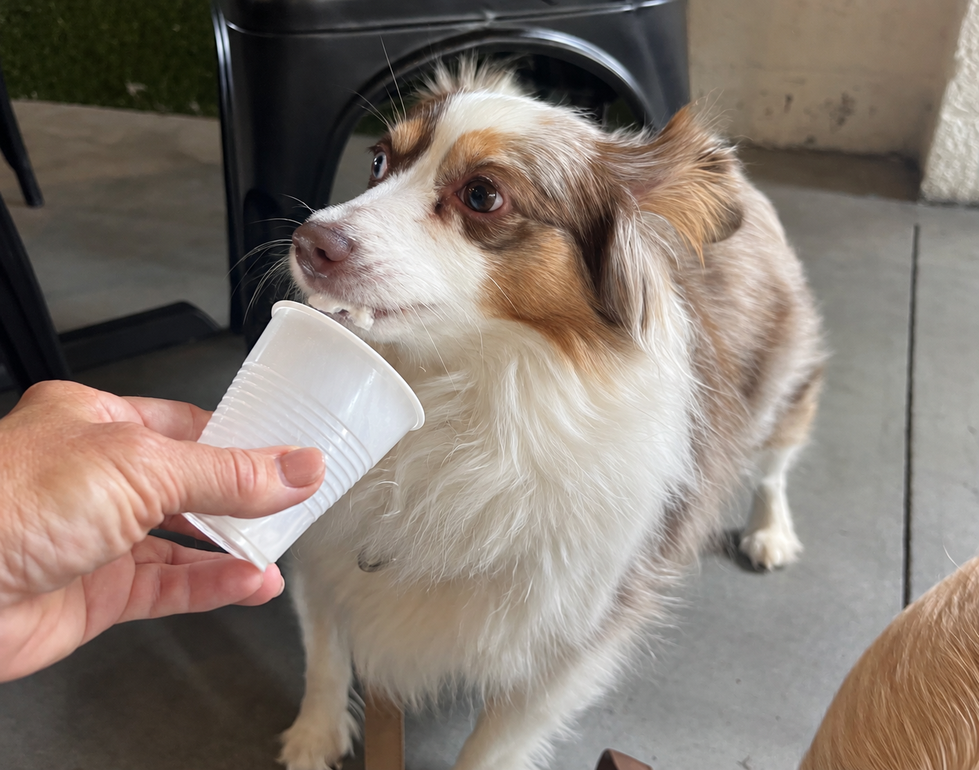Saydie enjoying a pup cup inside The Barking Barley in Fredericksburg.