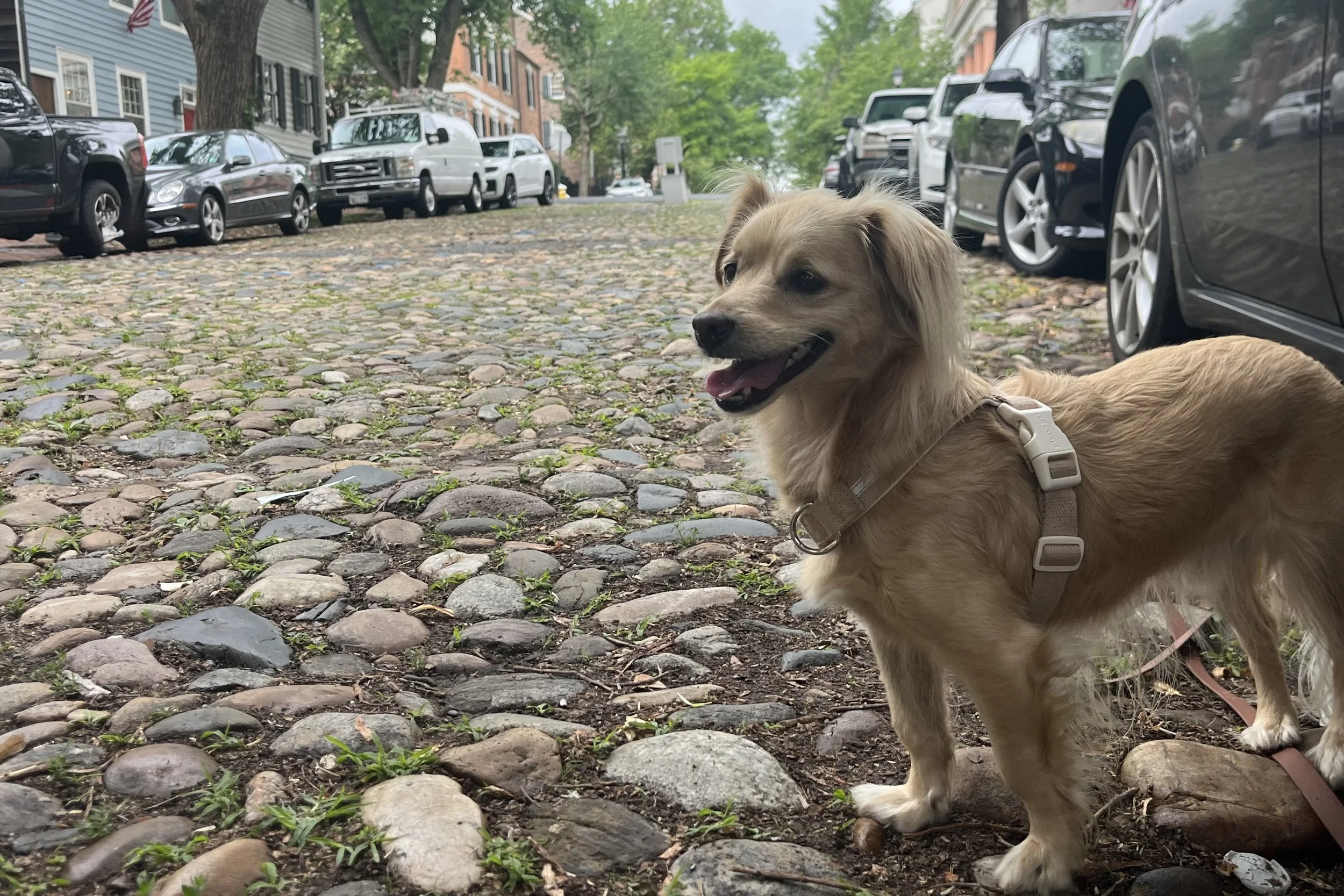 Archie standing on the cobblestone surface of Prince Street in Old Town Alexandria with historic brick row houses and a tree-lined street in the background.