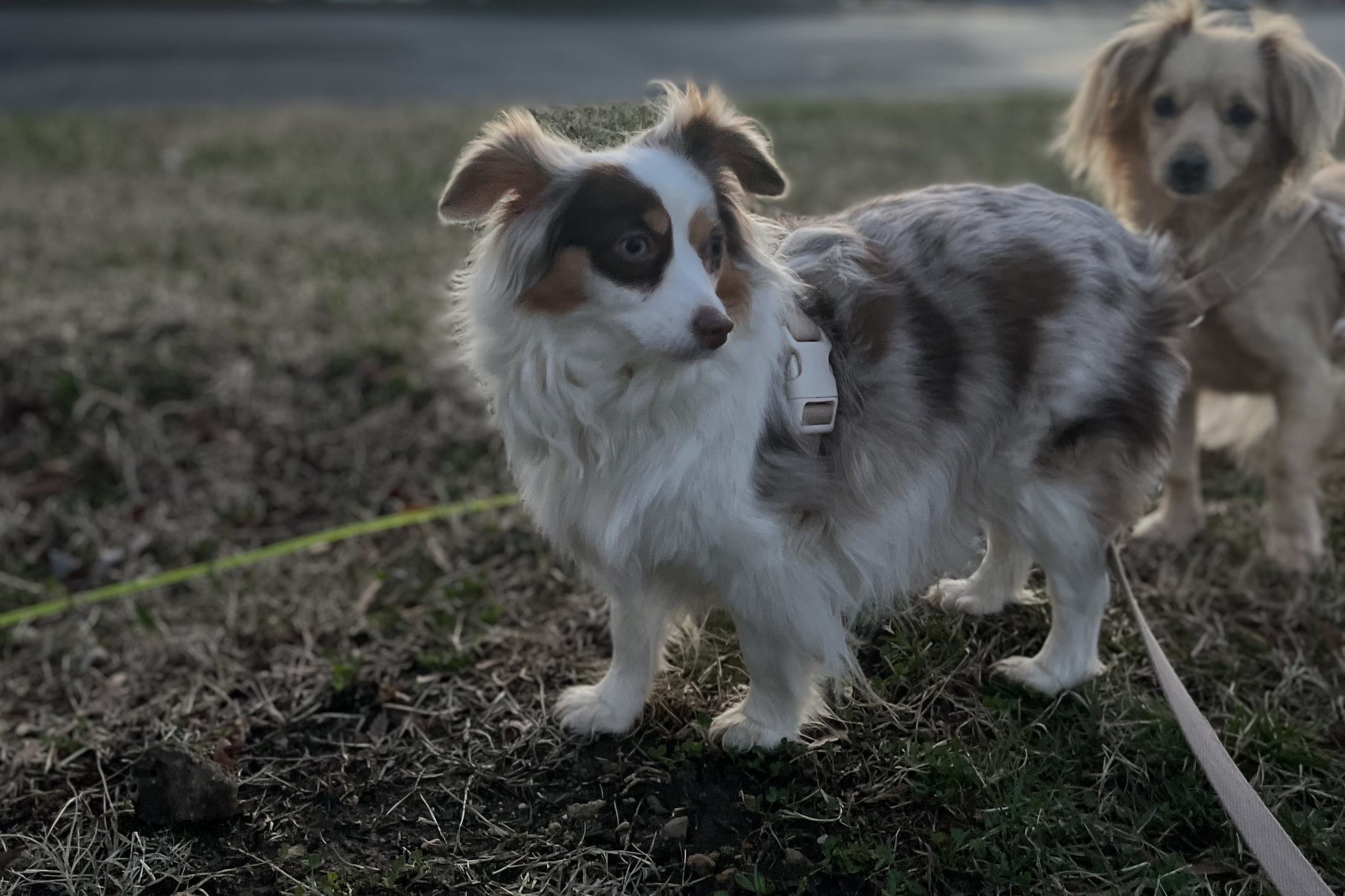 Dog outside a hotel at night, alert and scanning surroundings.