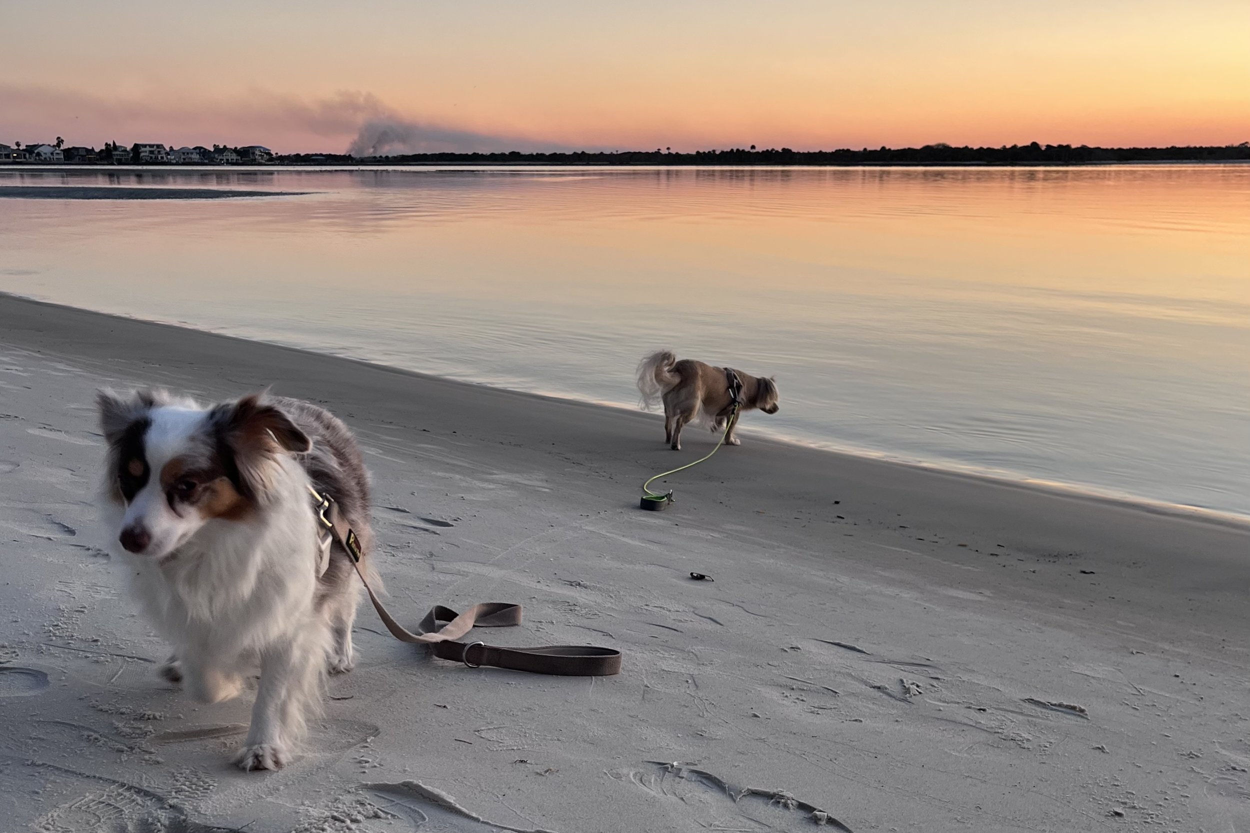 Two small dogs walking along a quiet shoreline at sunset in St. Augustine.