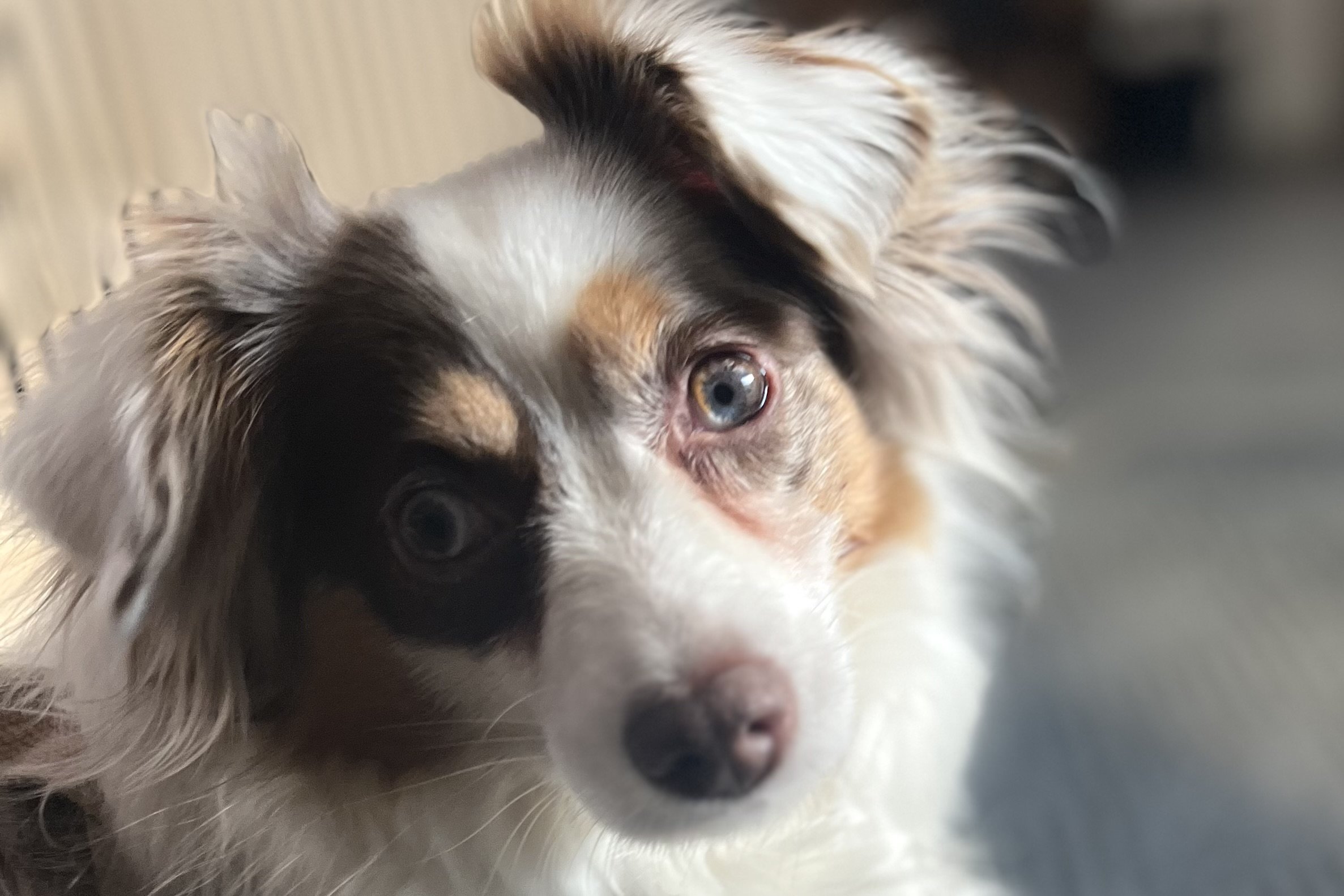 Small dog with blue eye looking alert in a new indoor space during travel, showing early adjustment behavior