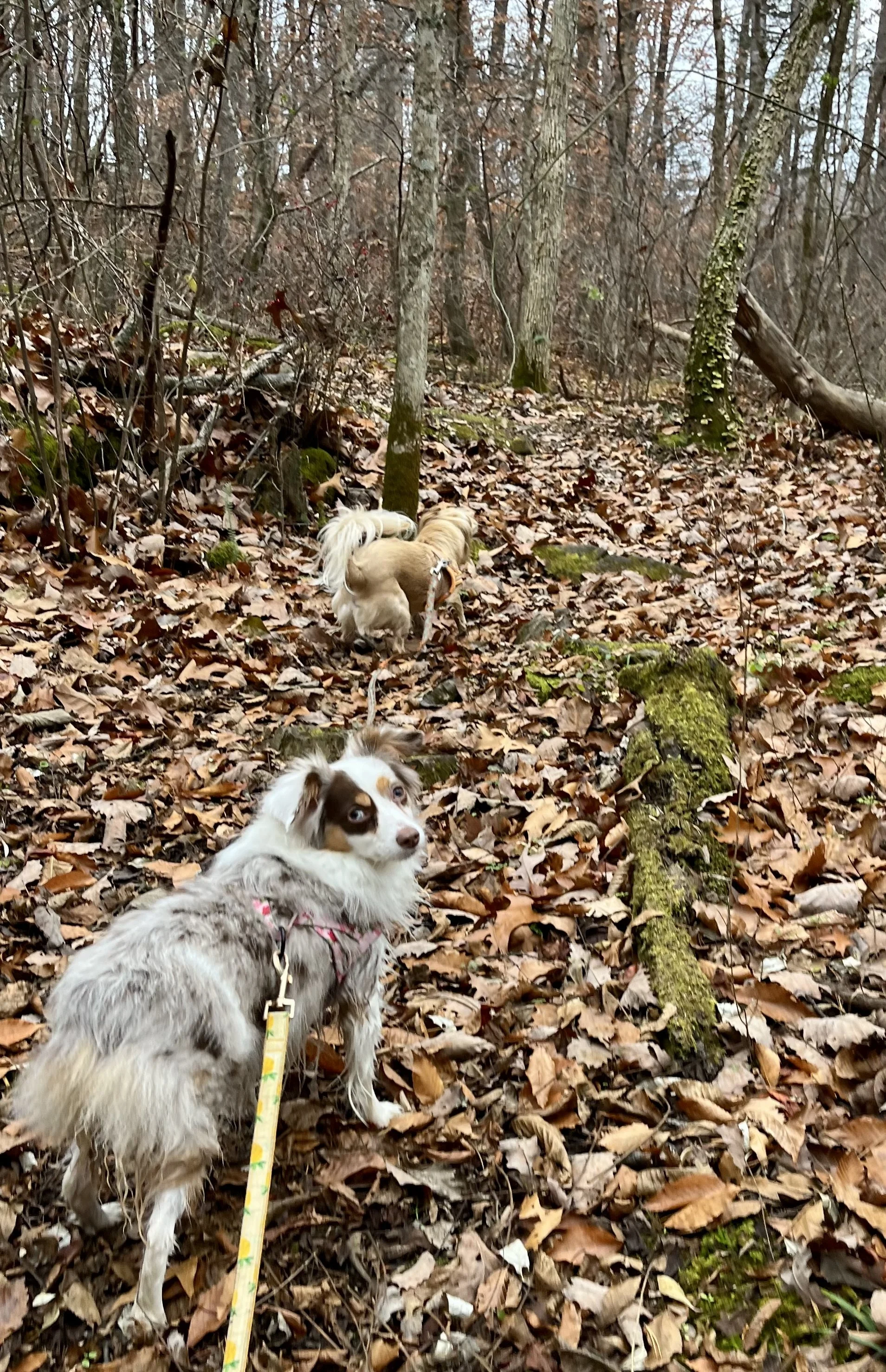 A dog standing on a leaf-covered trail in the woods, looking back toward the camera while another dog walks ahead.