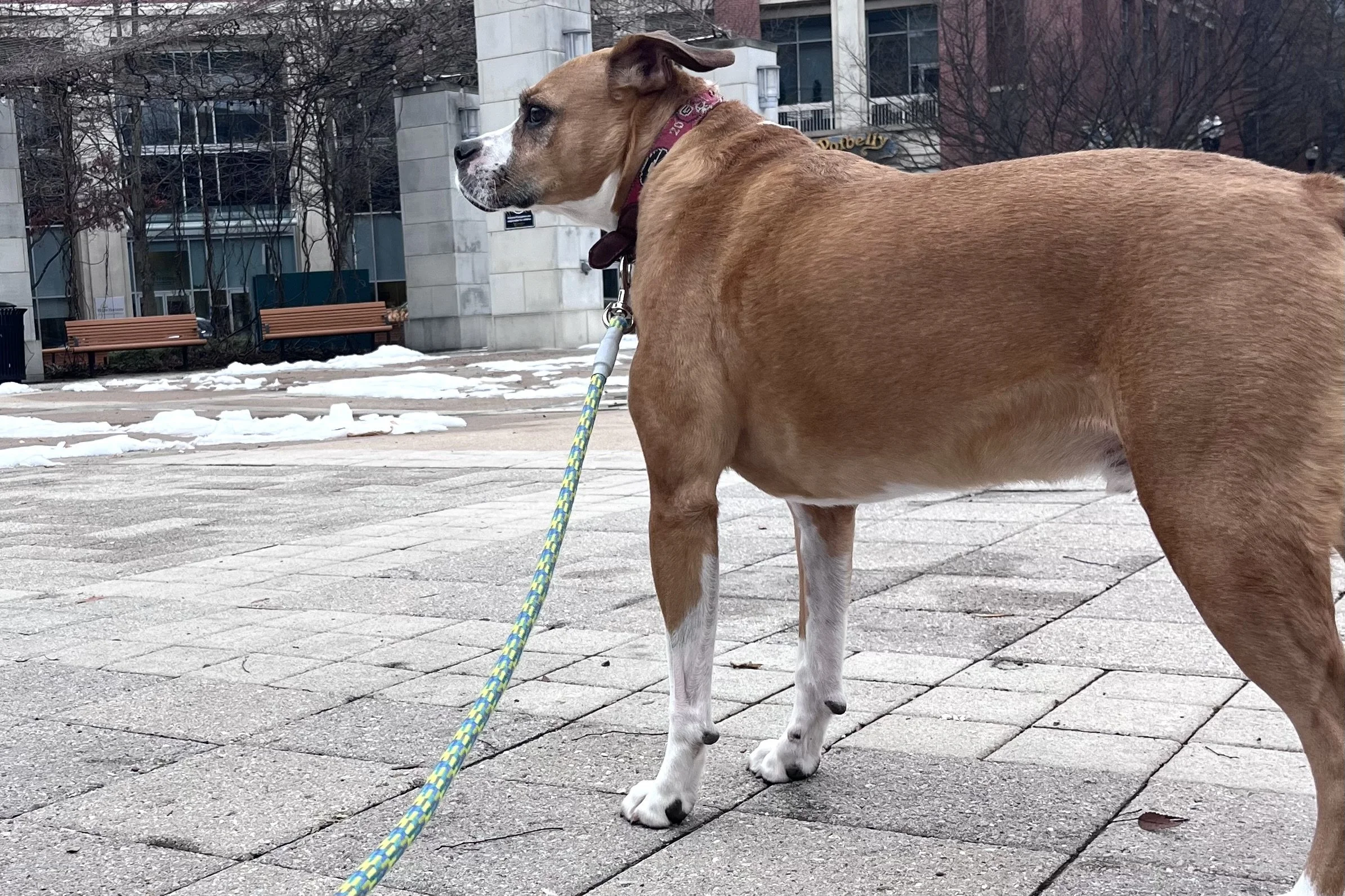 Dog standing on an open plaza with buildings and wide surroundings, pausing and observing before continuing.