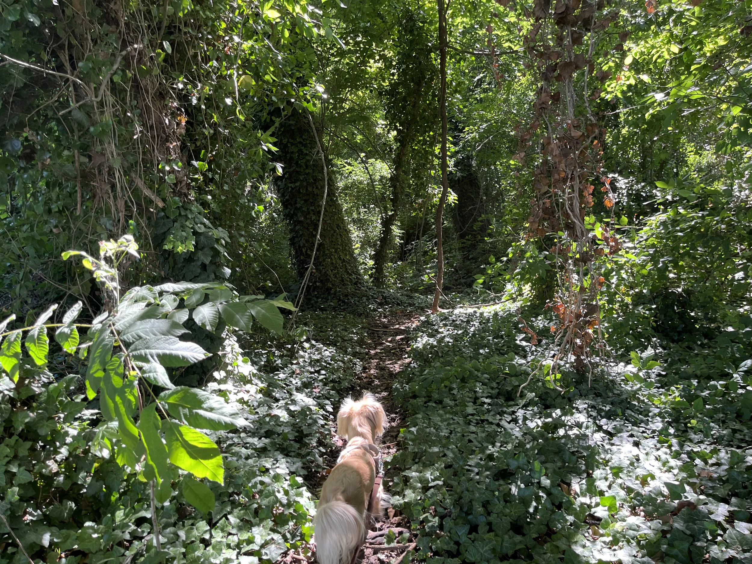 Small dog walking along a narrow shaded trail surrounded by dense summer greenery at Jones Point Park.