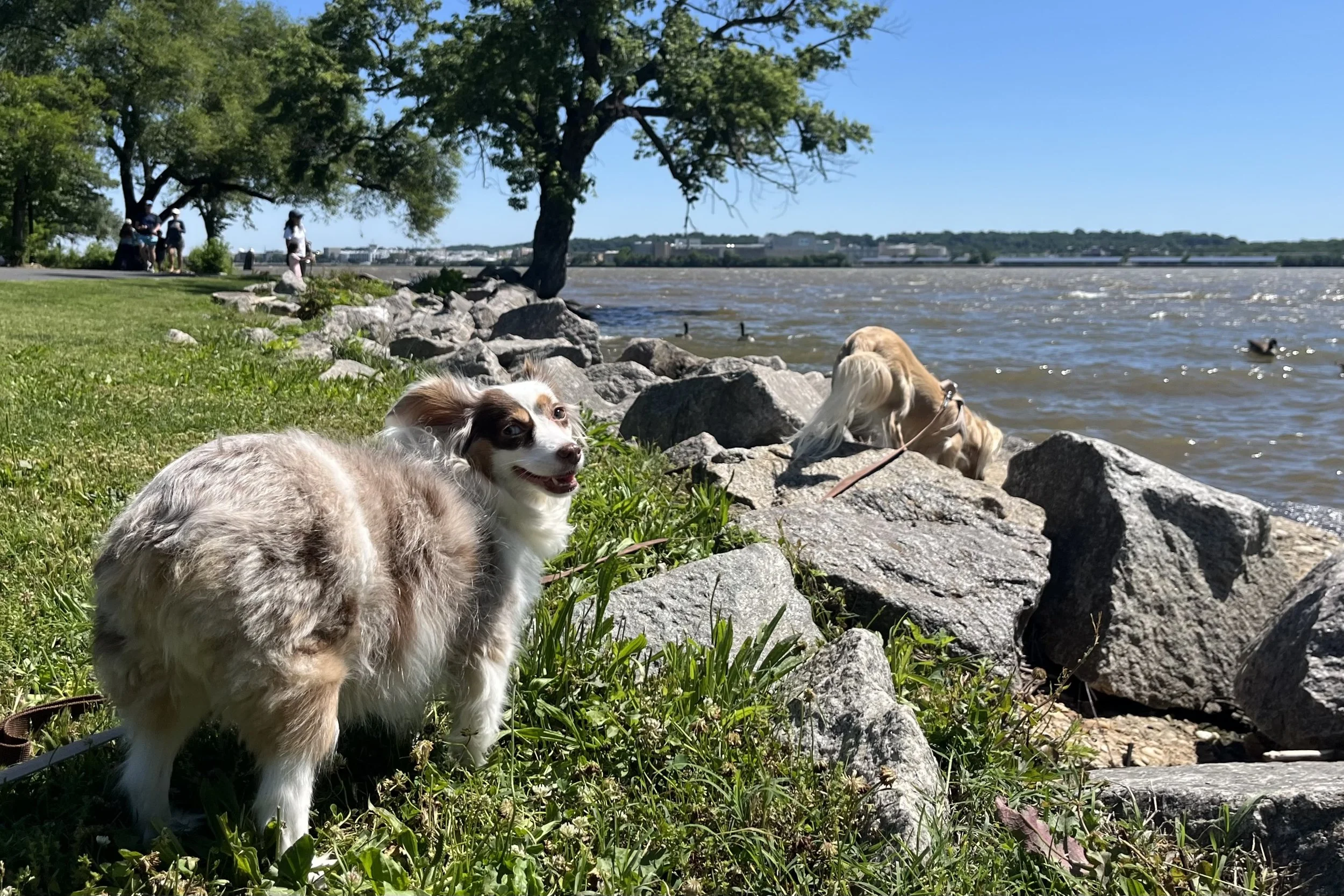 Two small dogs exploring the waterfront near Founders Park in Old Town Alexandria.