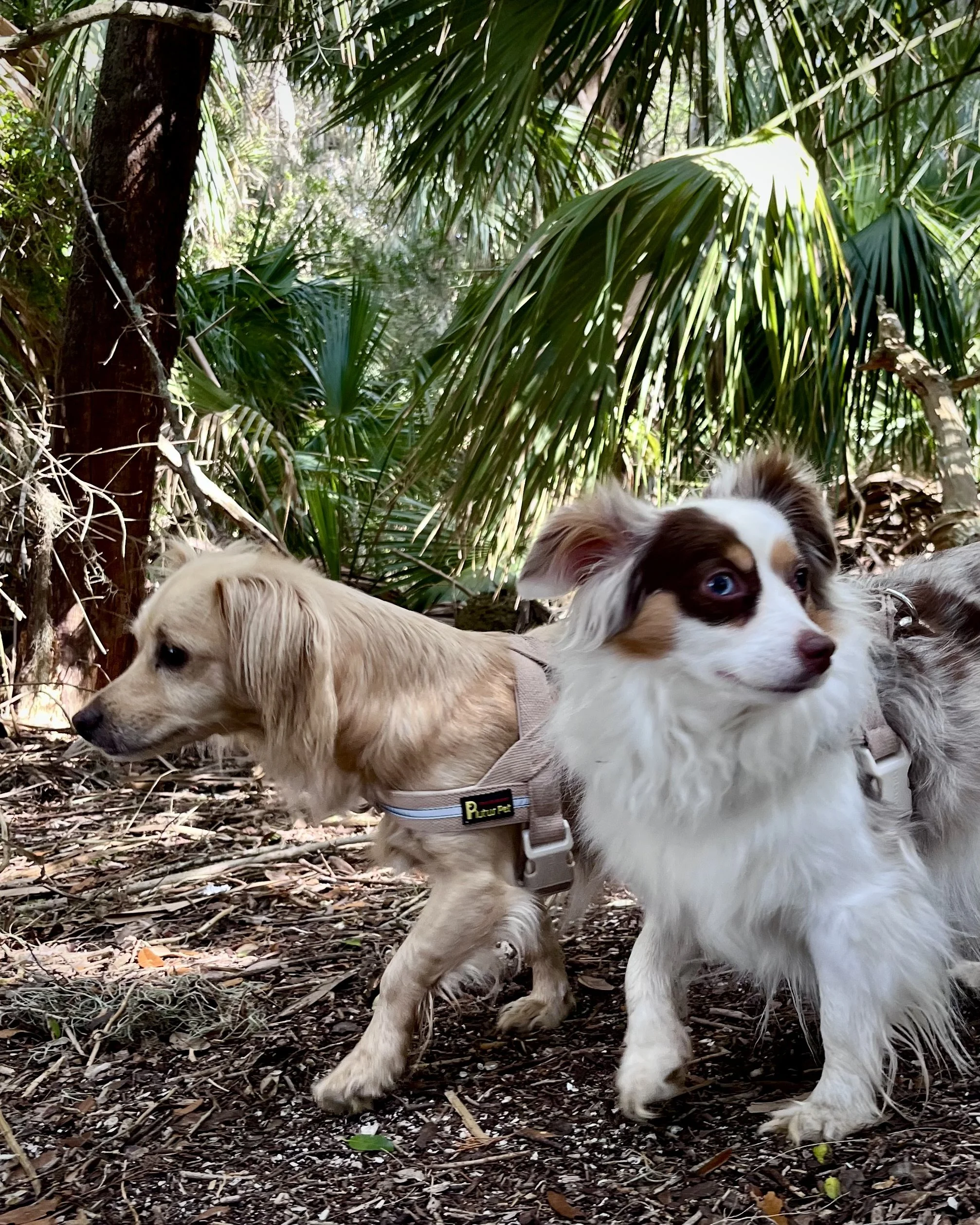 Two dogs walking along a sandy coastal trail surrounded by palm trees near near Washington Oaks Gardens State Park.