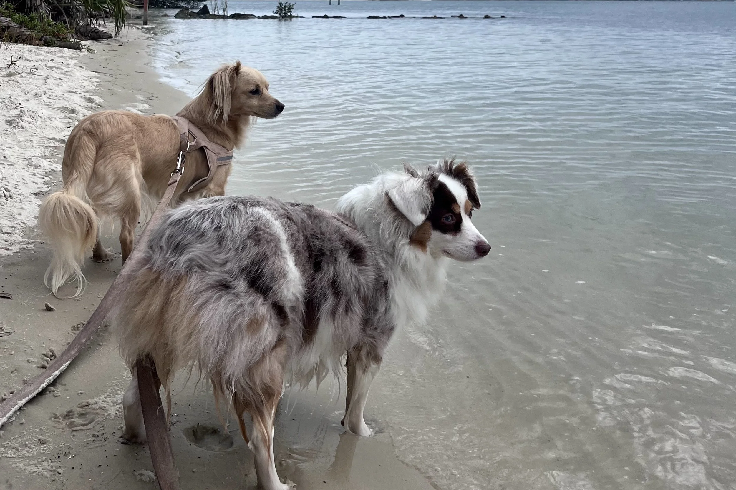 Two leashed dogs standing at the edge of the water near Butler Beach, with calm waves and a sandy shoreline.
