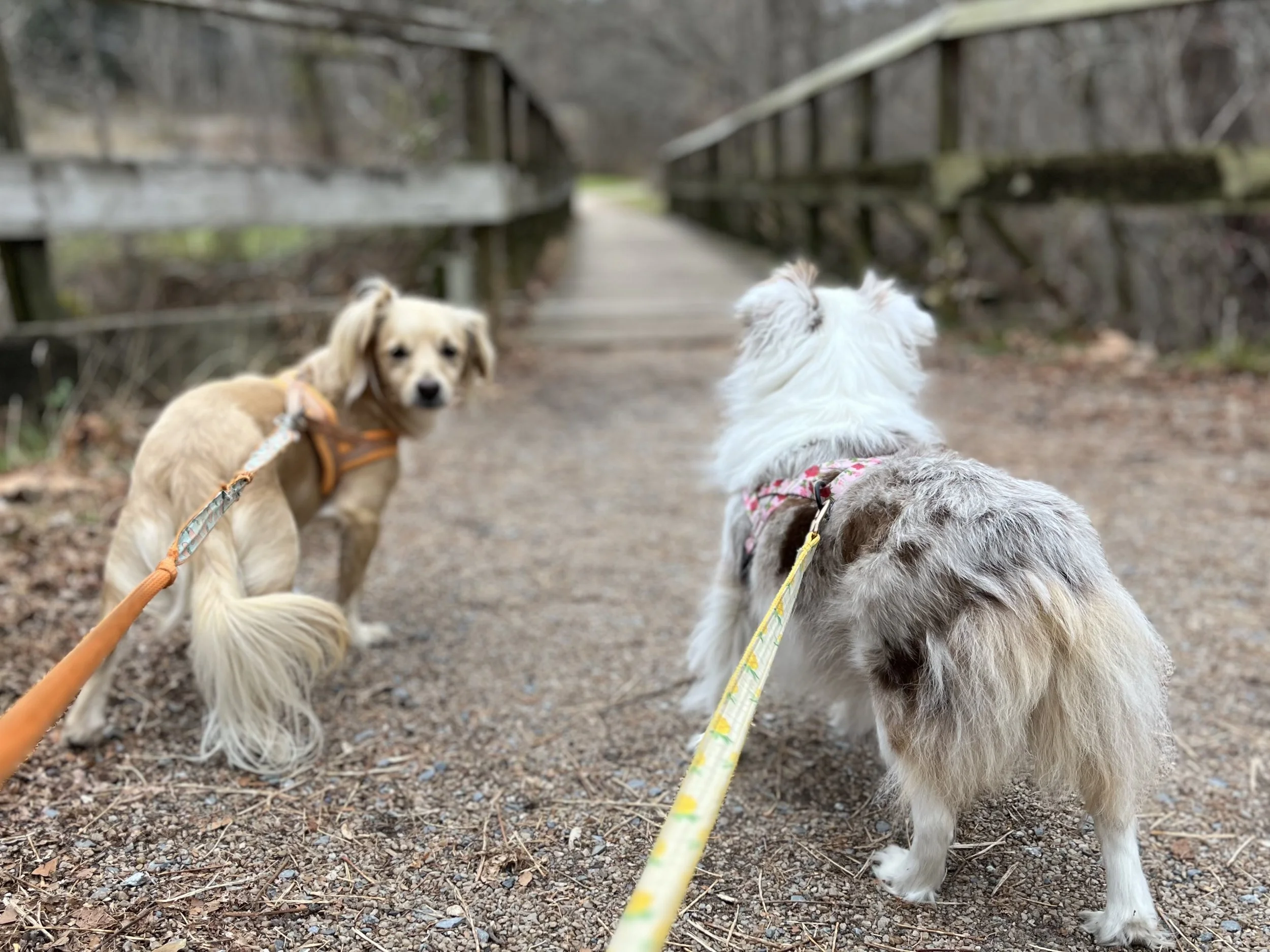 Two small dogs walking along a wooded trail and bridge during a dog-friendly weekend trip from Washington DC.
